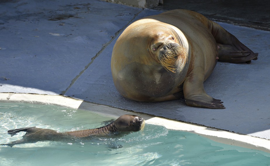 Sortie publique du premier bébé morse de l'Aquarium