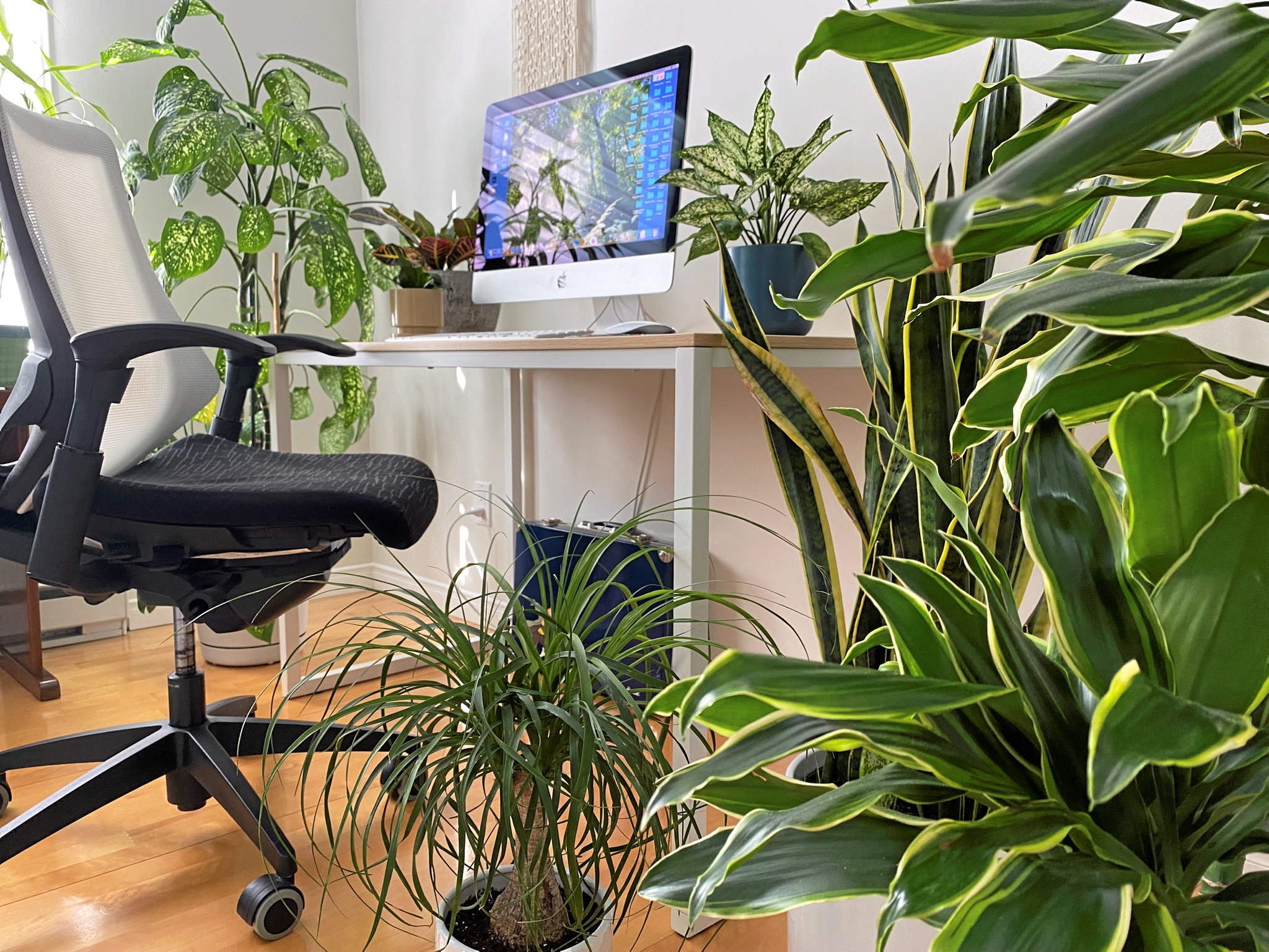 Comment bien entretenir ses plantes au bureau ?