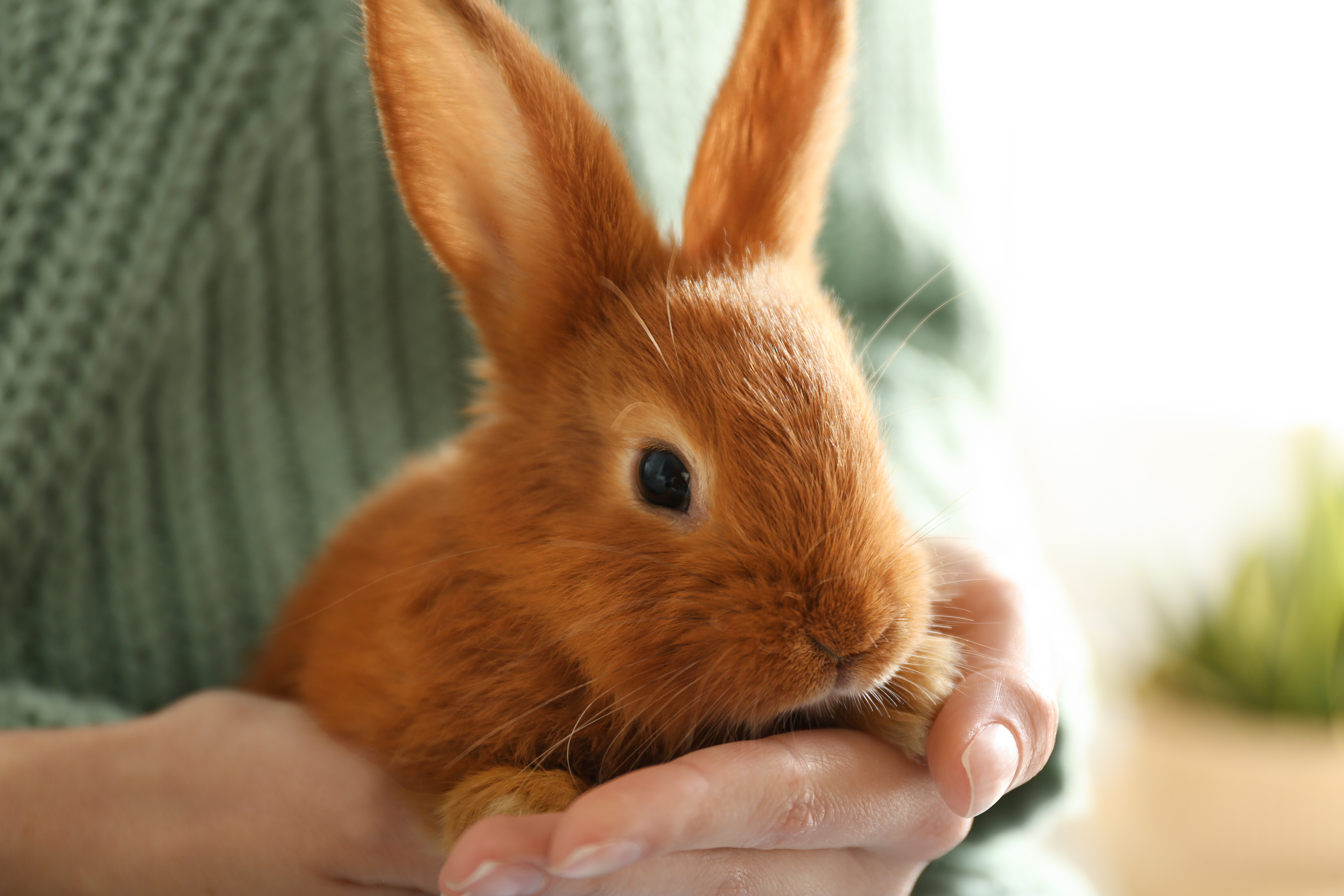 ALSA - Boutique adoption lapins sans abri