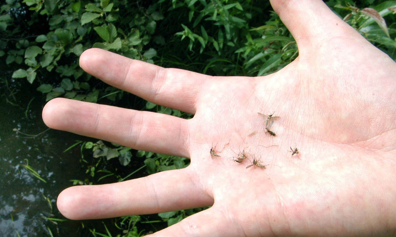 Combattre les moustiques par la science - Québec Science