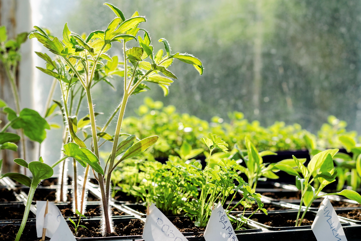 Un mini-potager en bac - Jardinier paresseux