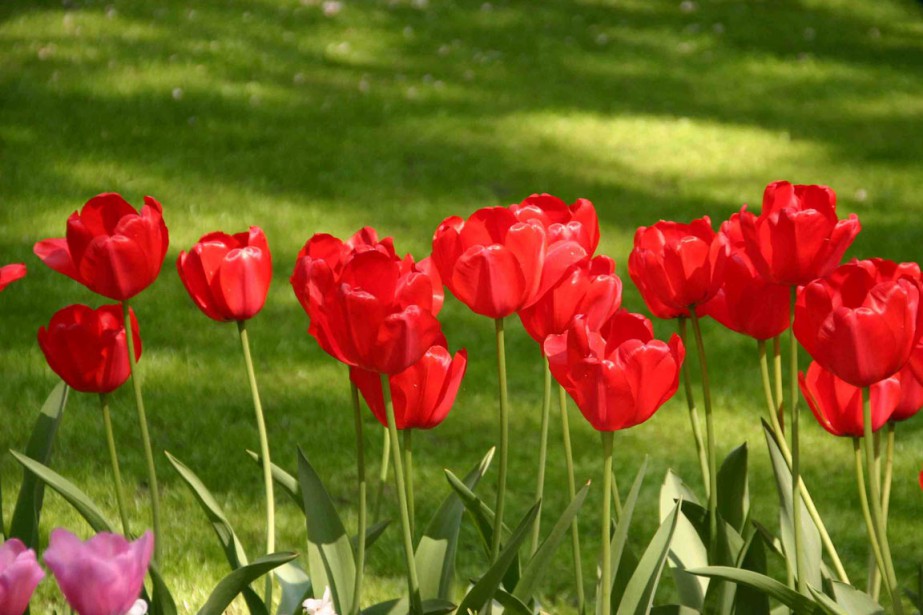Tout sur les tulipes - Châtelaine