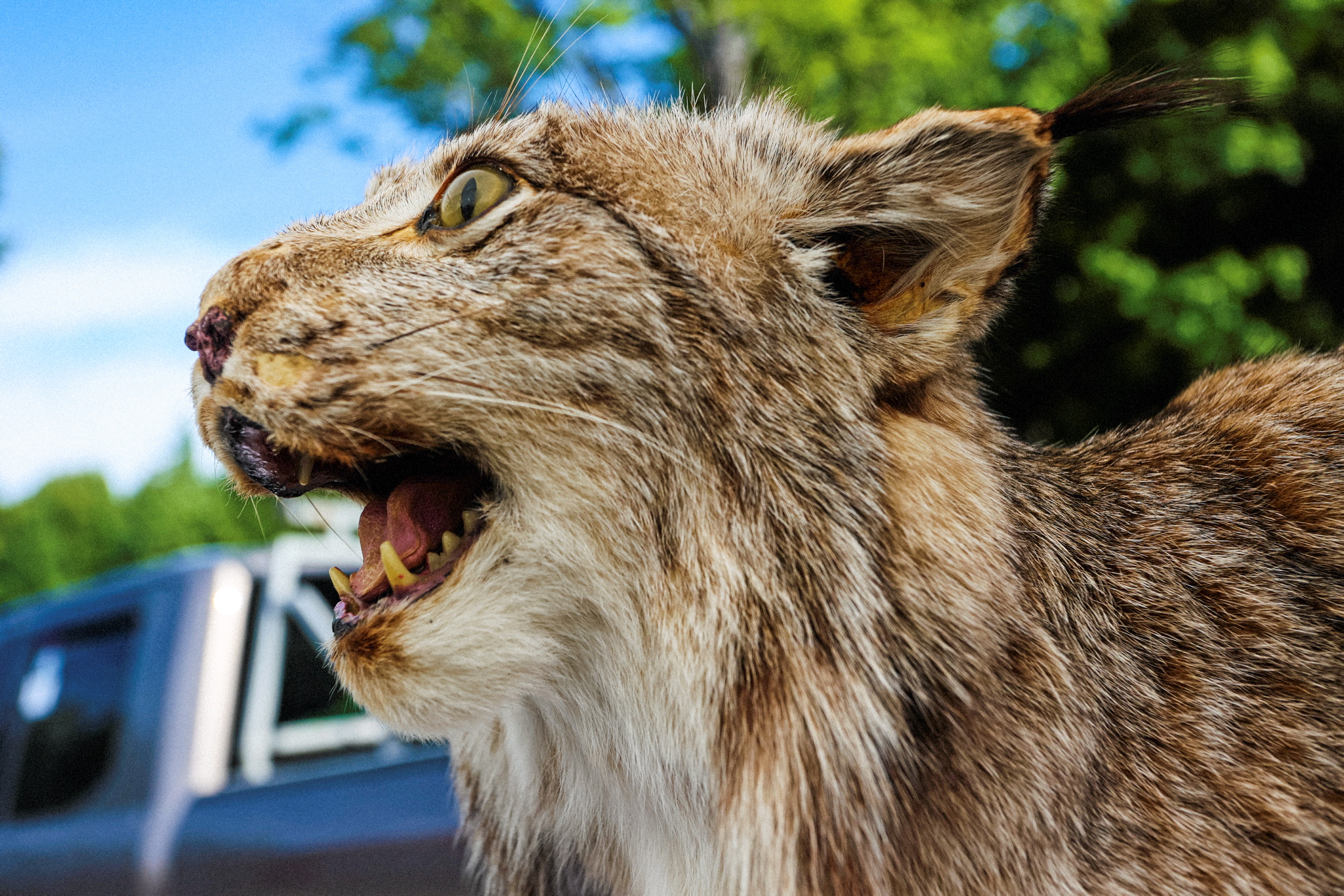 Entre autres animaux, les trappeurs québécois attrapent du lynx, du castor, de la martre, du vison, de l’hermine et du castor.