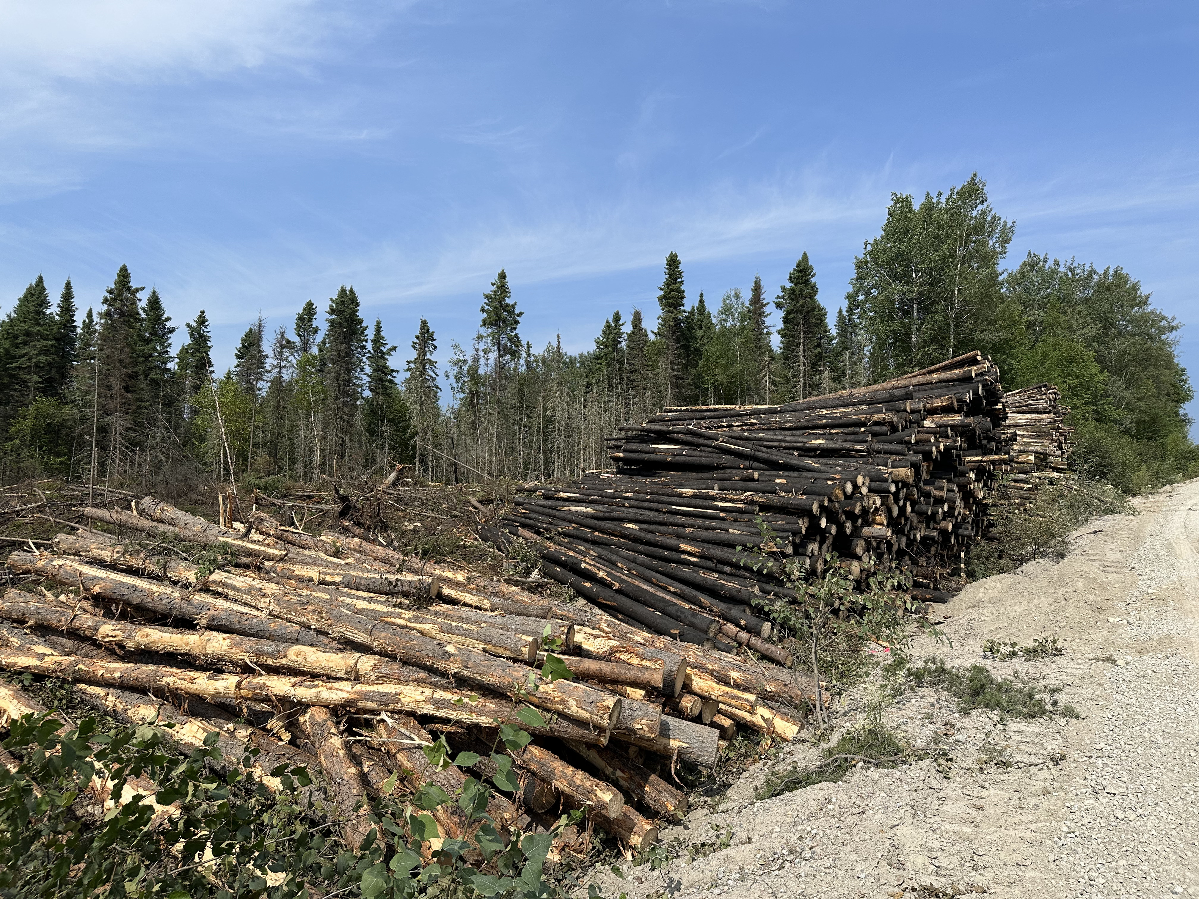 Récolte du bois brûlé dans le Nord-du-Québec