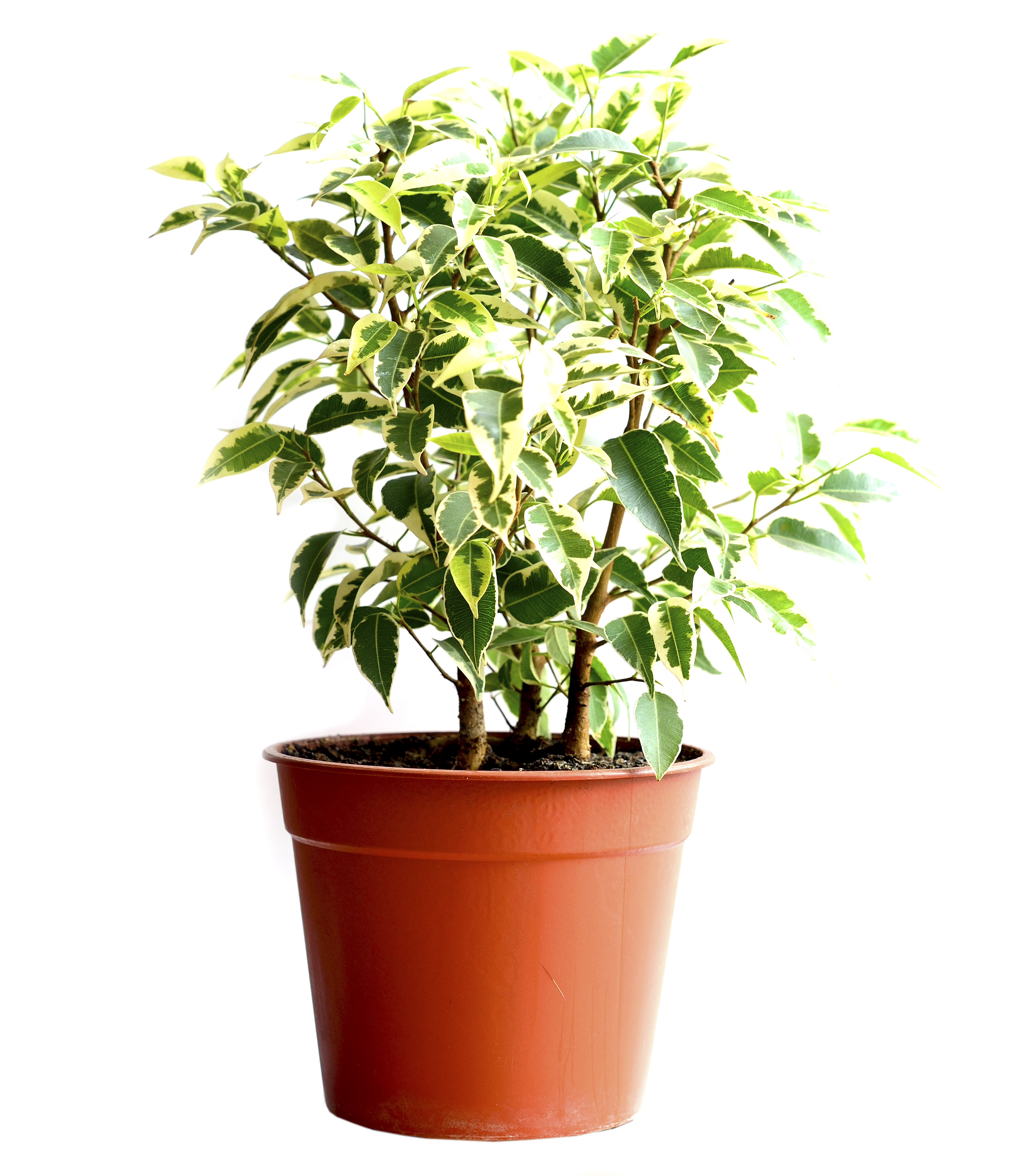 Ficus Green Kinky à Tige Claire - 1 Plante - Arbre Vivant d'intérieur en  Pot pour Maison/Bureau