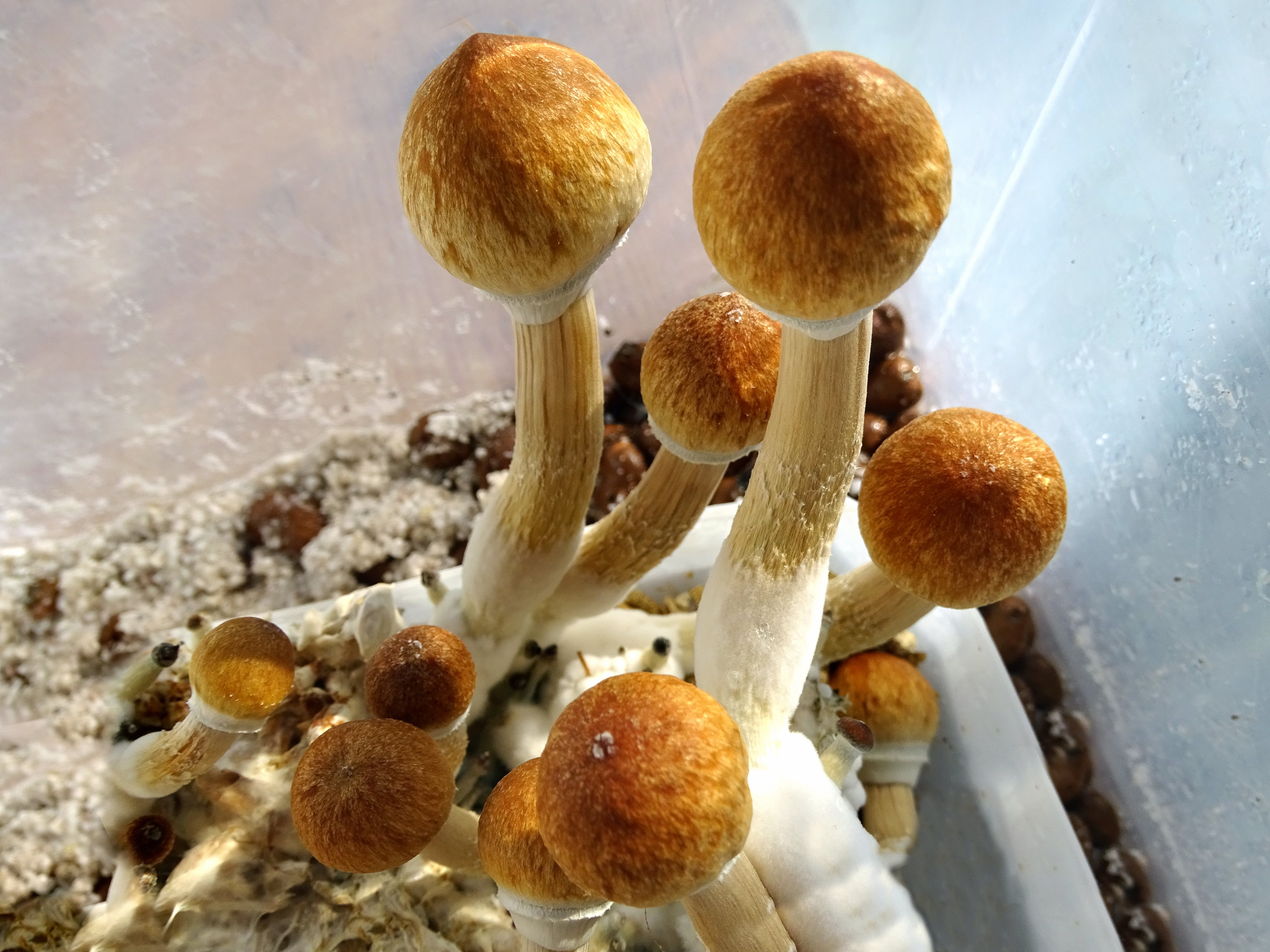 Traitement aux « champignons magiques » : où en est la science ?