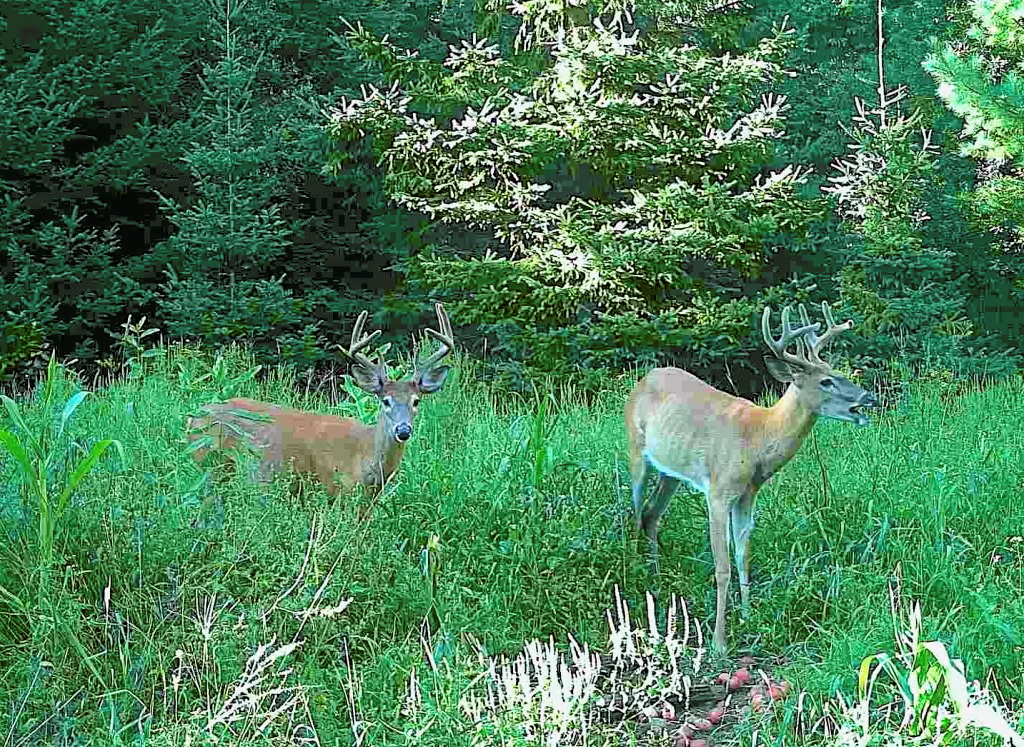 Ouverture de la chasse à l'orignal à l'arc et à l'arbalète dans la