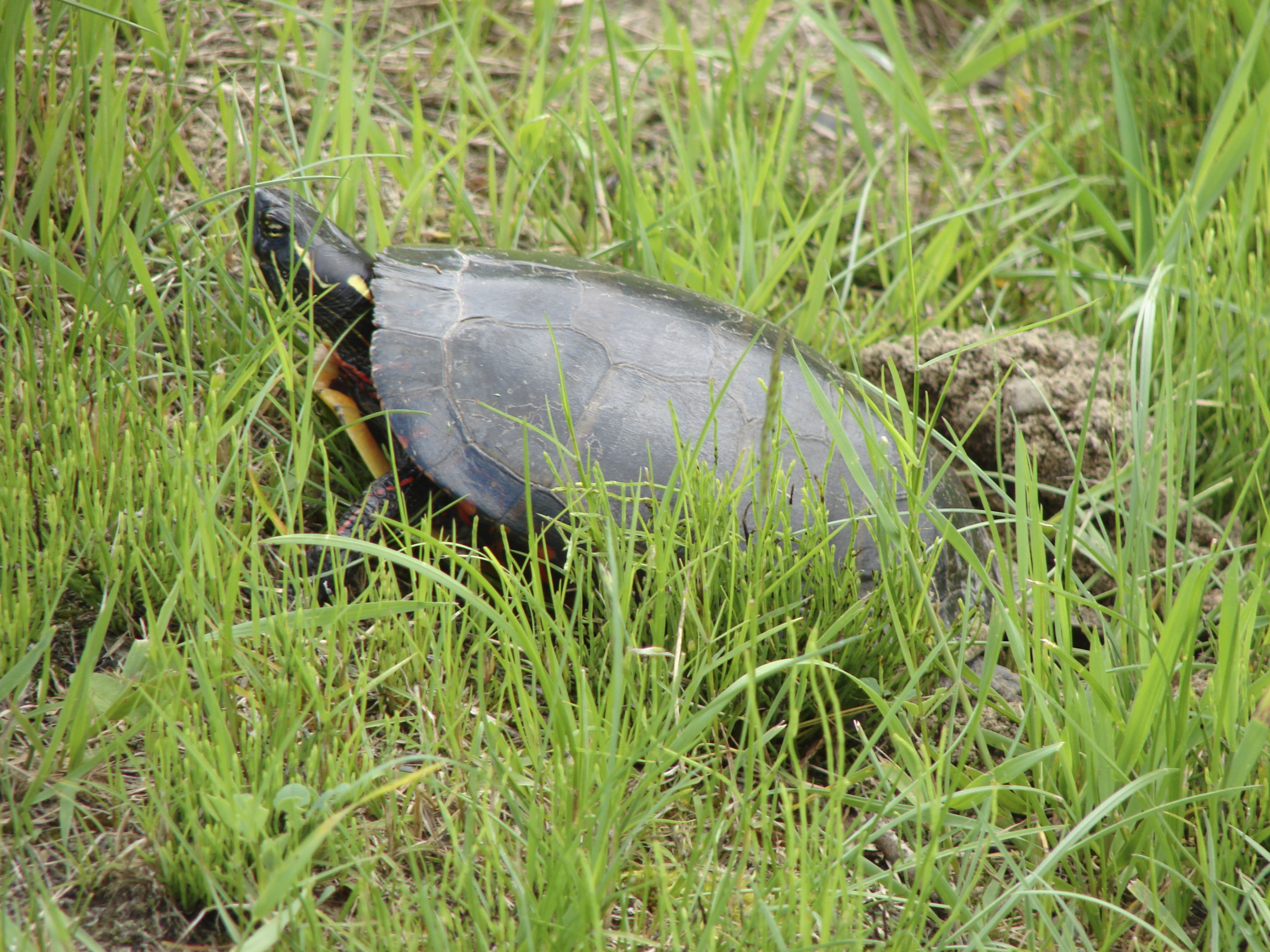 À la recherche des tortues des bois de l'Outaouais