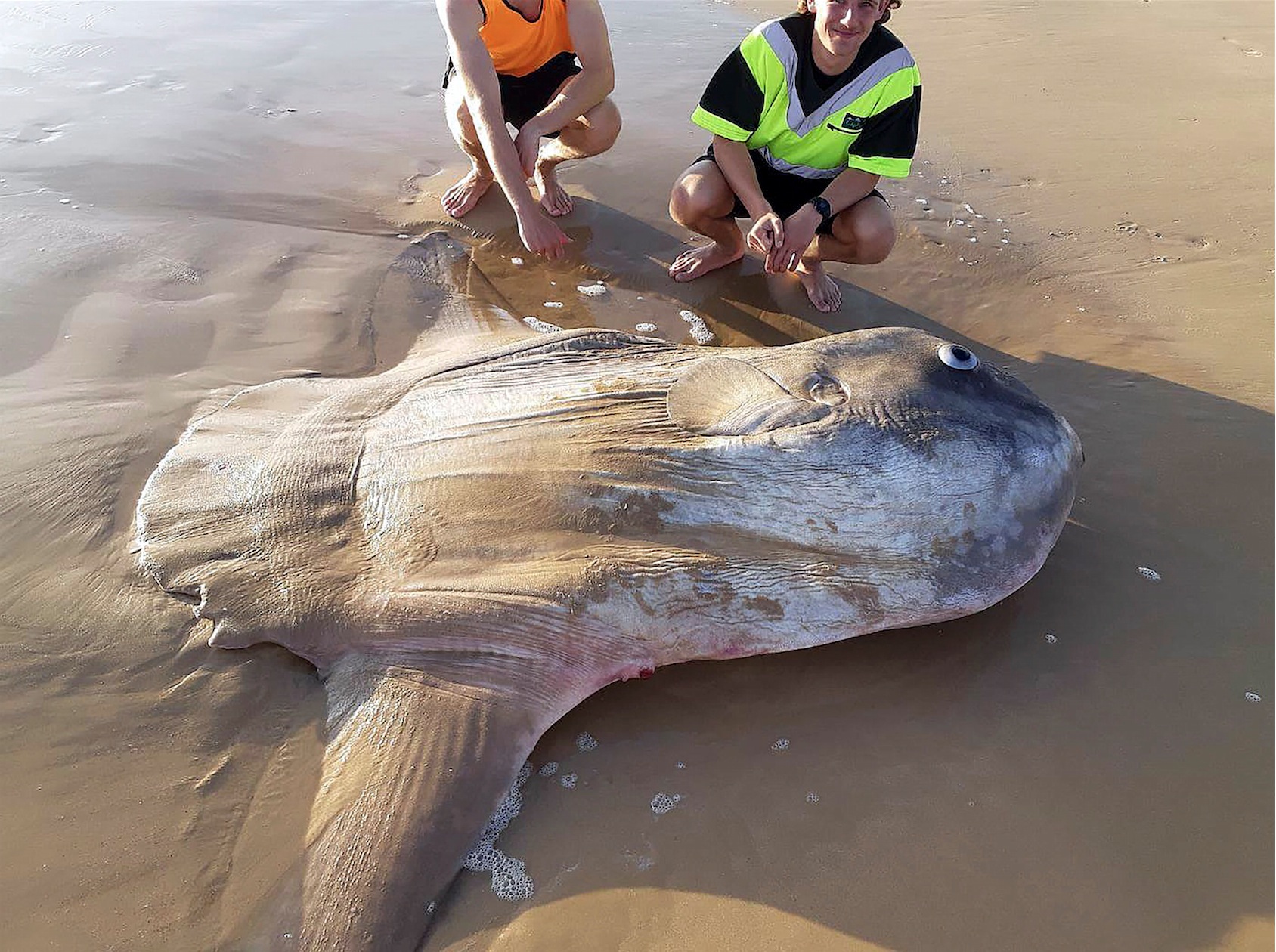 Un poisson-lune géant échoué au sud de l'Australie [PHOTOS]