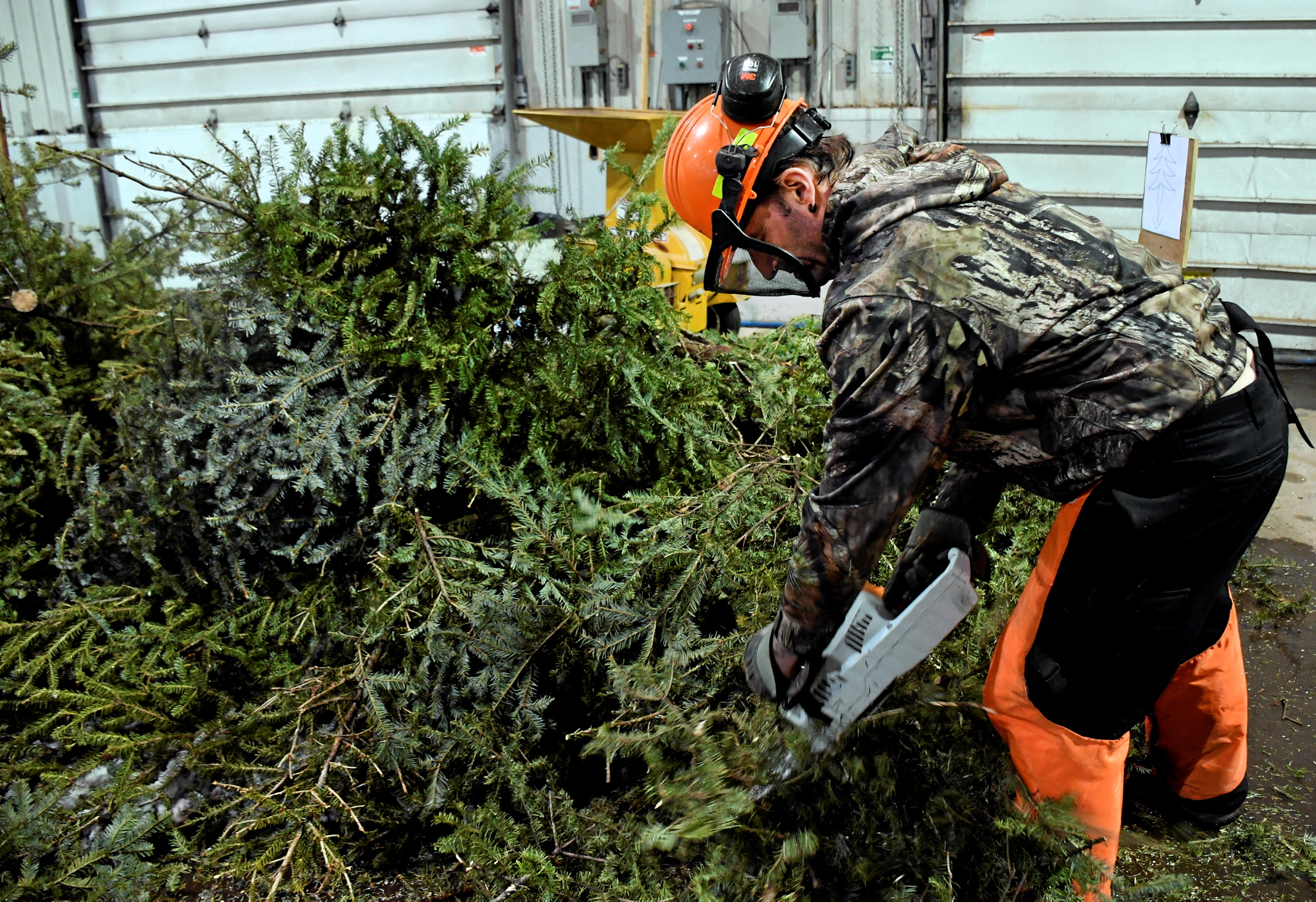 Votre sapin de Noël transformé en huile essentielle - Médiaterre