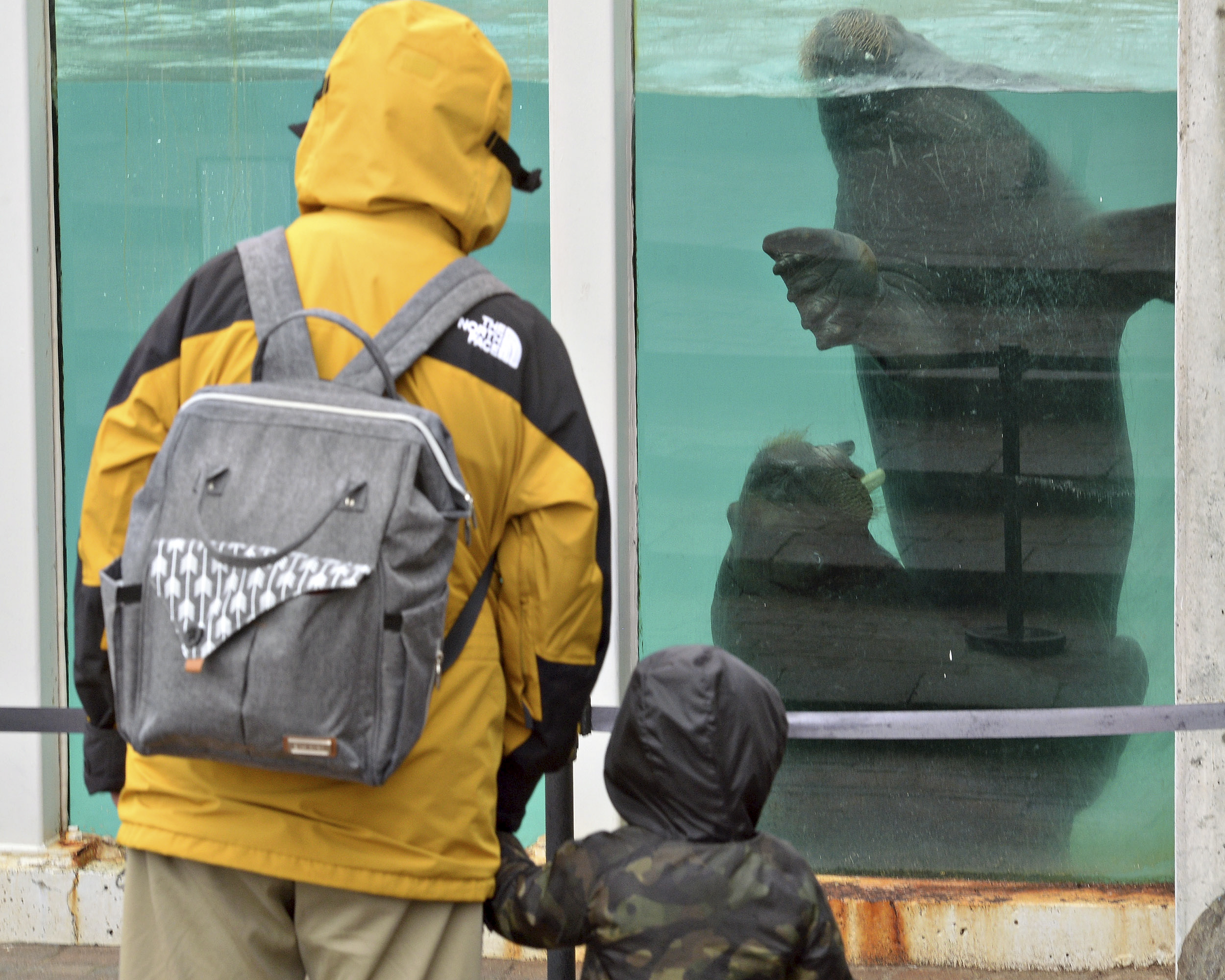 Des loutrons abandonnés rejoignent une loutre à l'Aquarium de Vancouver