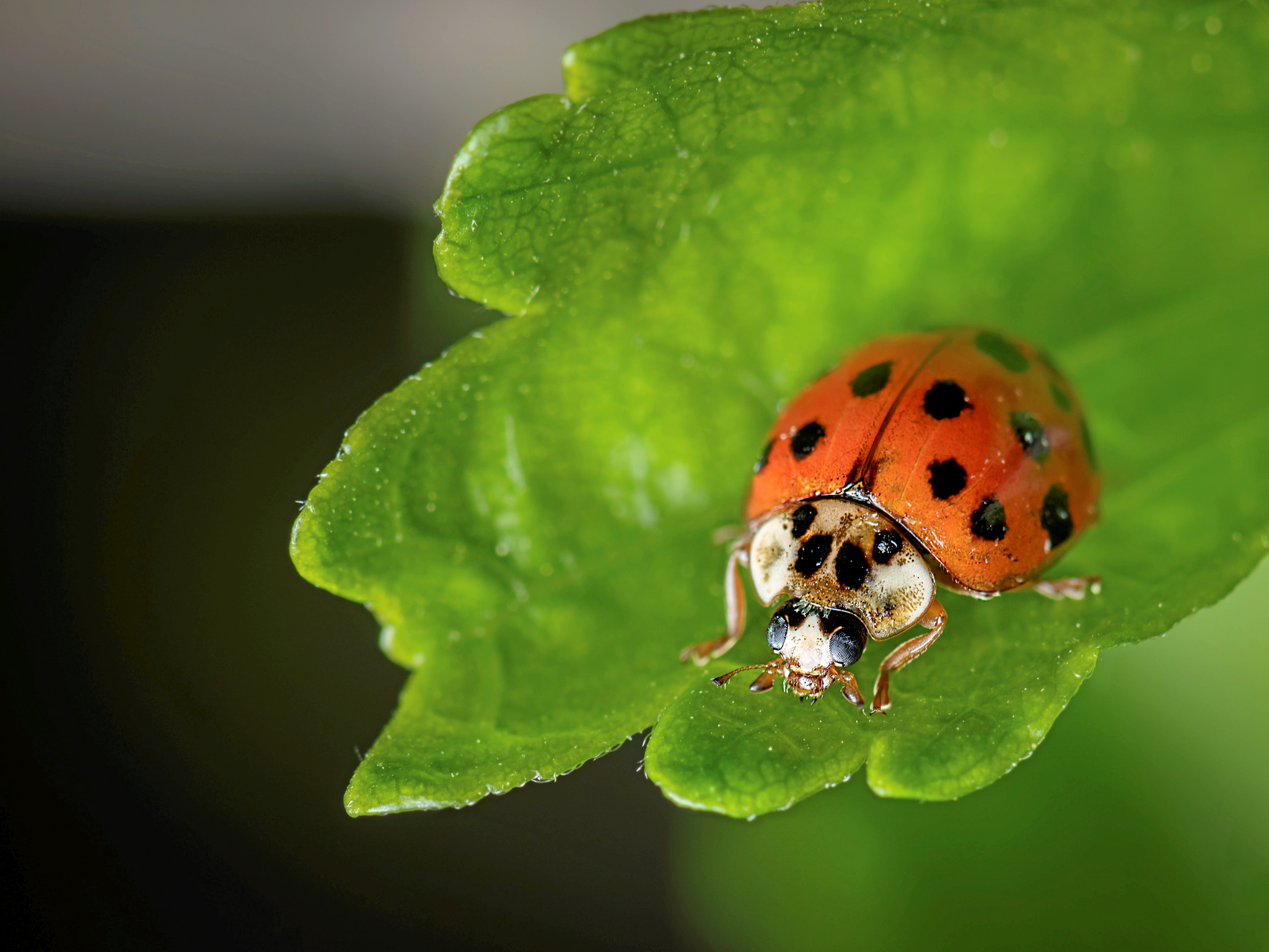 Survivre l hiver quand on est un insecte