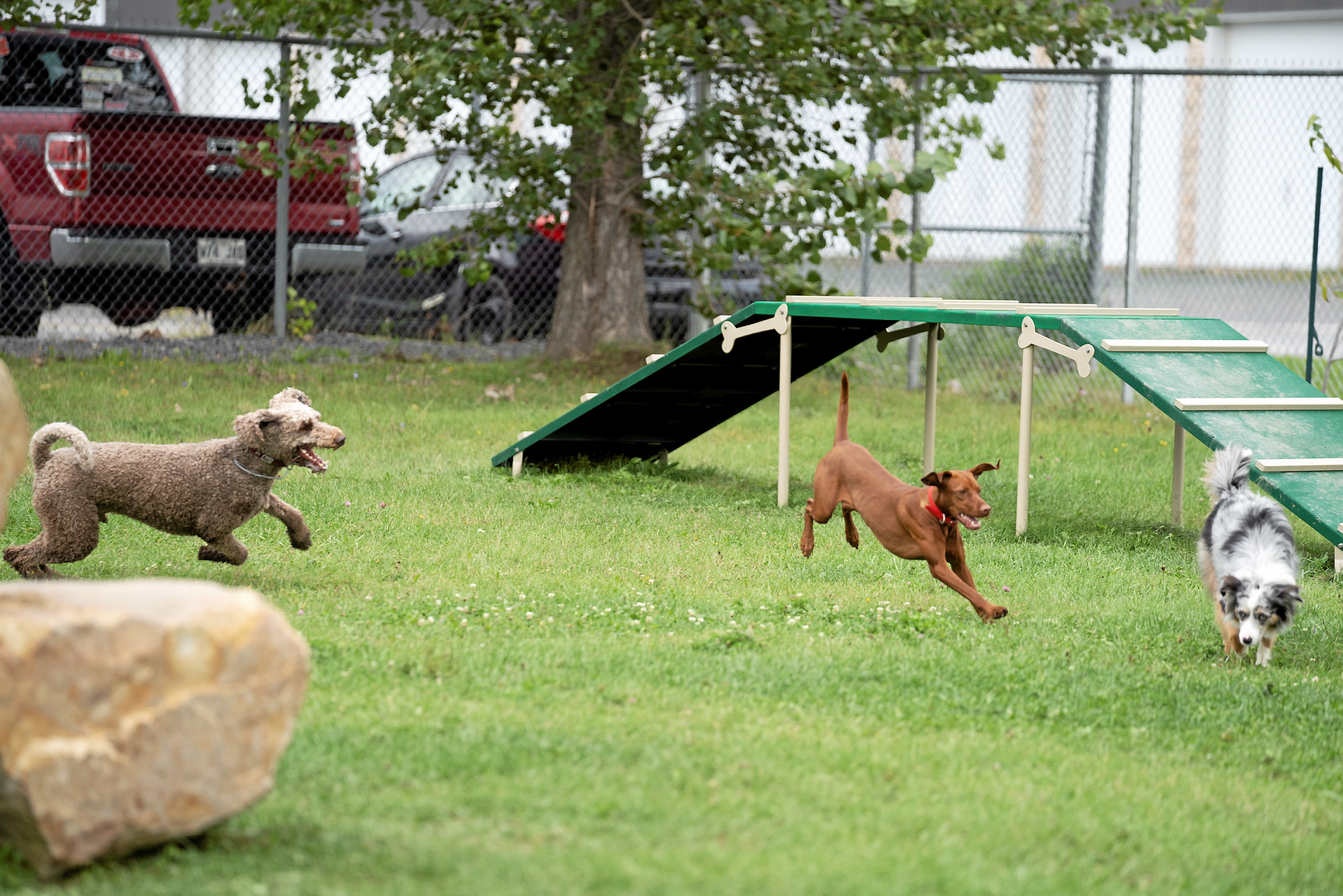 Mise en service du tout nouveau parc à chiens au parc Bissonnette
