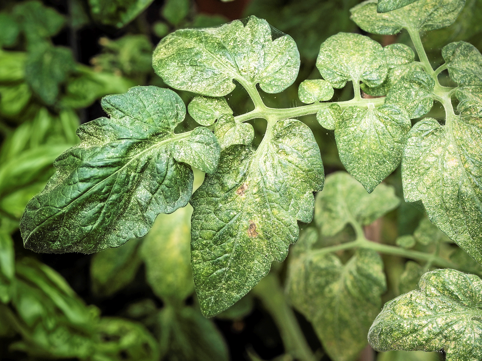 betel leaf plant for sale Nagarvel Betel Leaf Plant  GreenParadiseLive