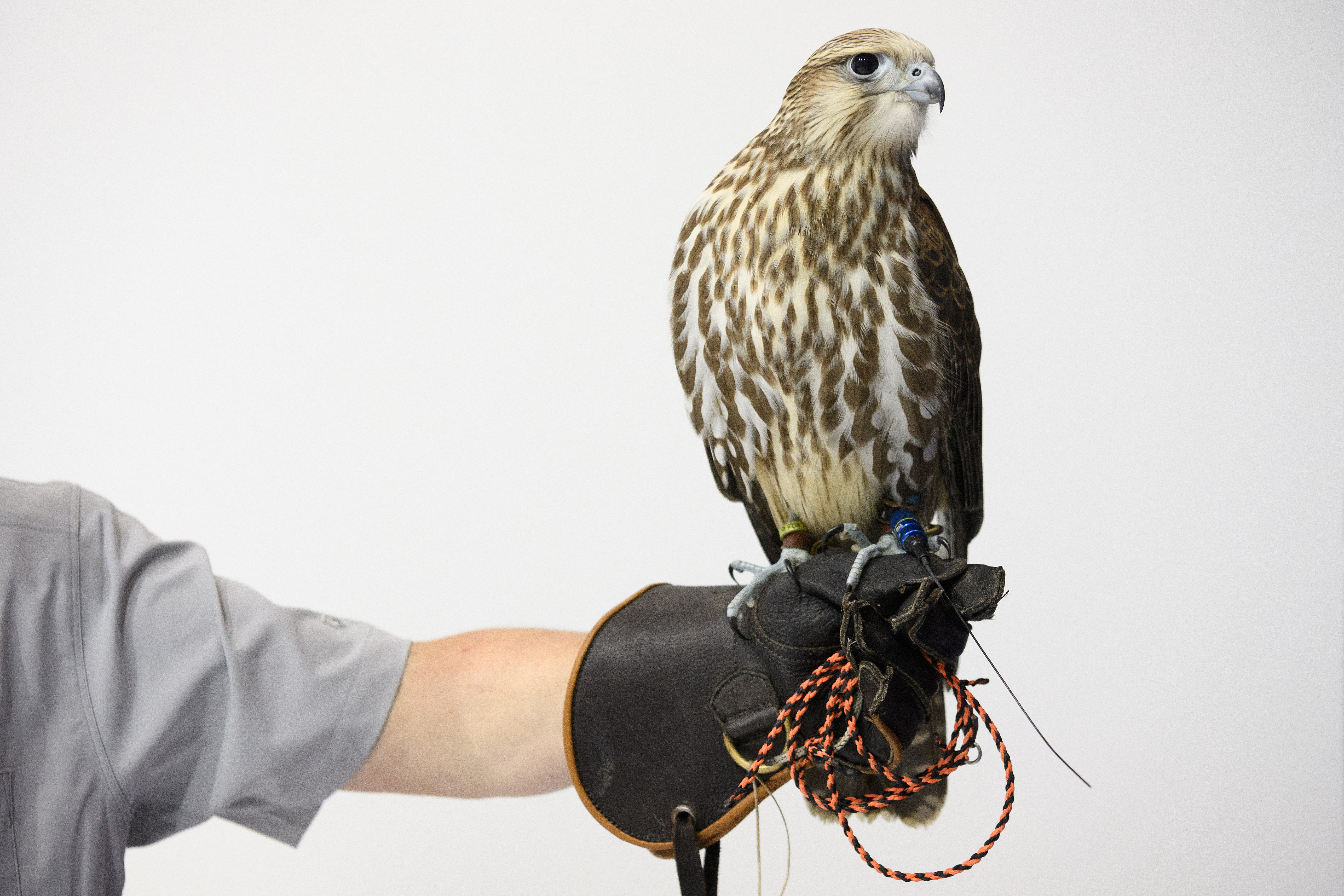 Another sight to see at the DSEI arms fair was a New Zealand crossbred falcon wearing a Marshall Radio Telemetry GPS device. (Leon Neal/Getty Images)