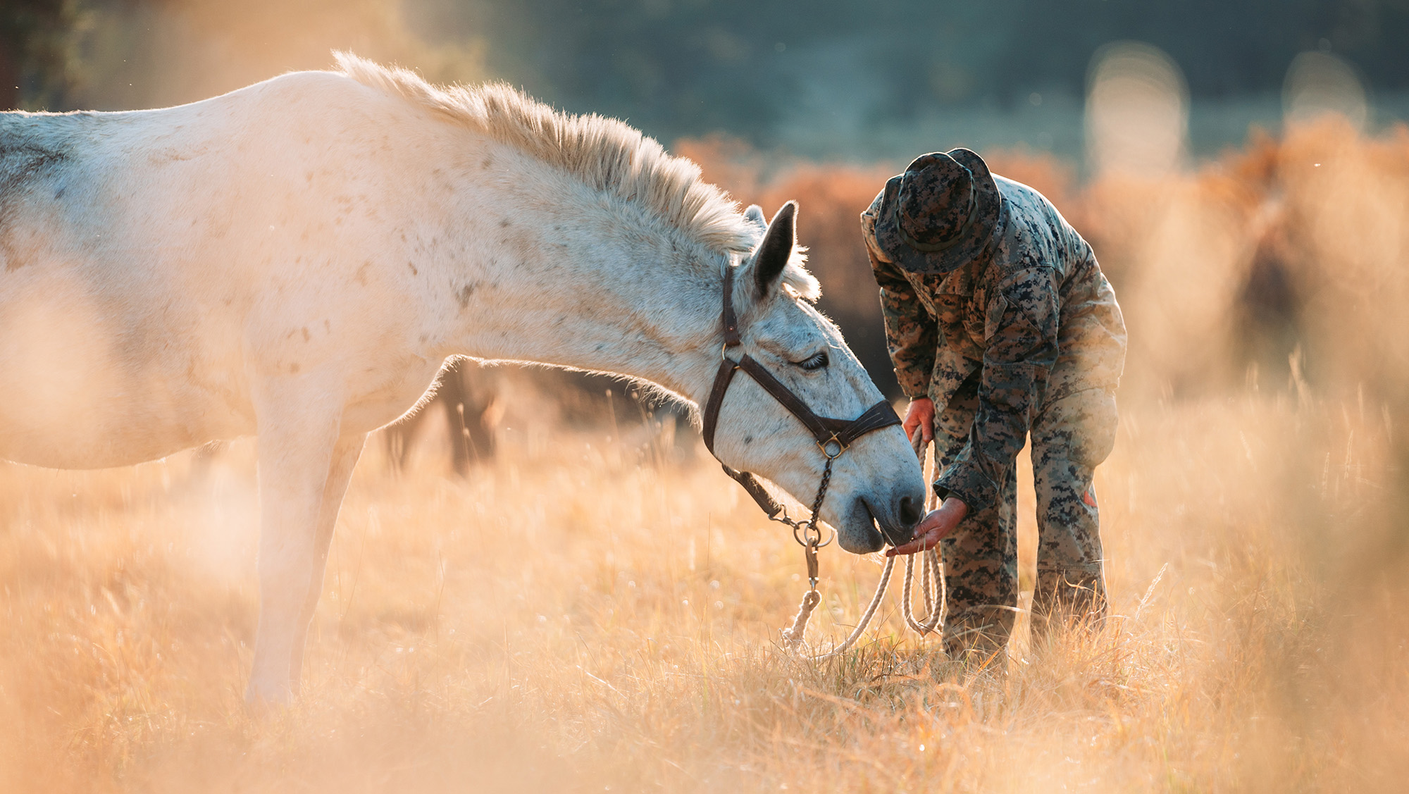 Cpl. William L. Stewart feeds a mule during an animal packer course as a part of Mountain Training Exercise 1-21 at the Marine Corps Mountain Warfare Training Center in Bridgeport, Calif., Oct. 8, 2020. (Cpl. Rachel K. Young-Porter/Marine Corps)