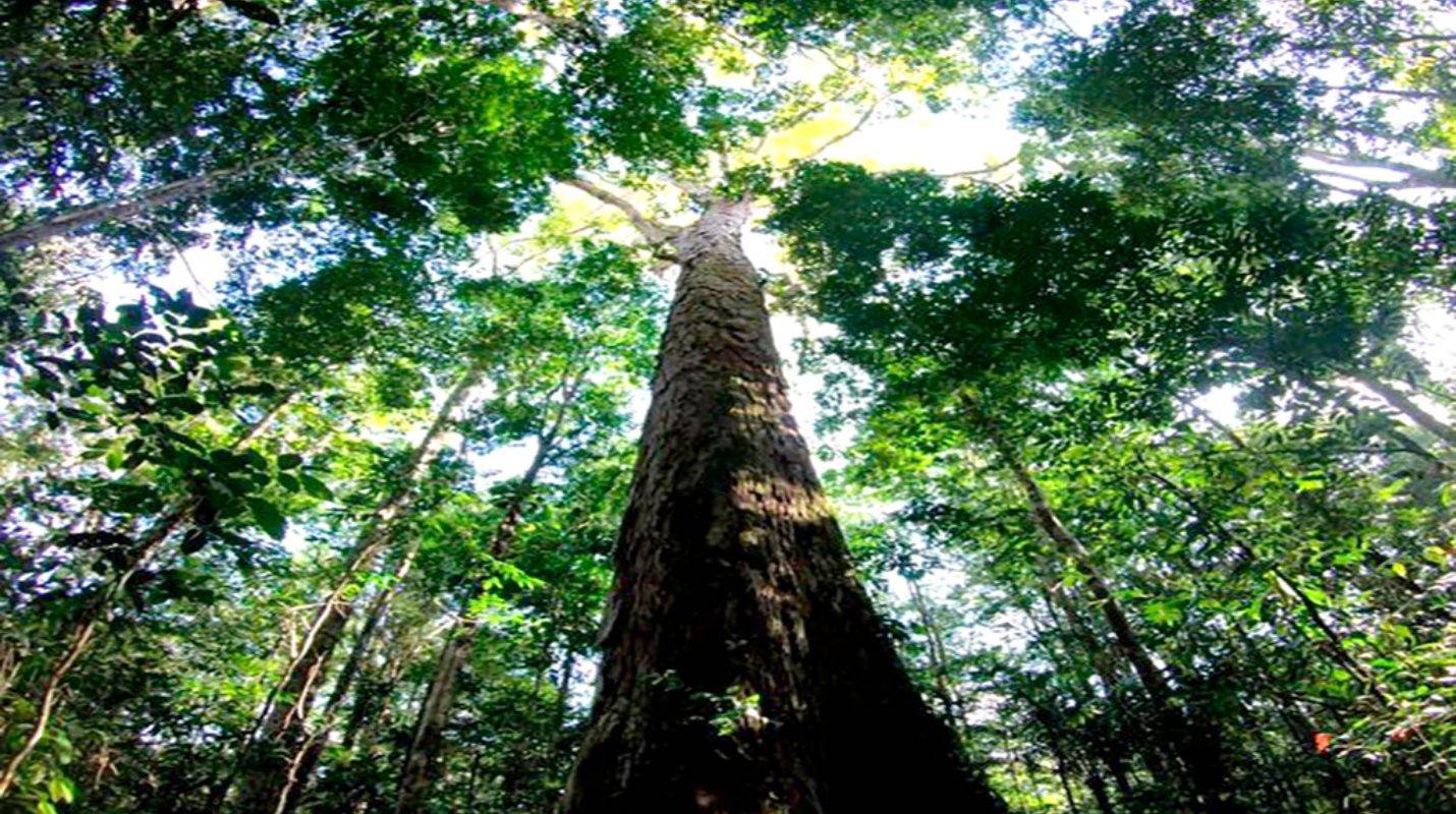 Descubrieron el árbol más alto del mundo: tiene 400 años, 90 metros de alto y un tronco de 10 de diámetro