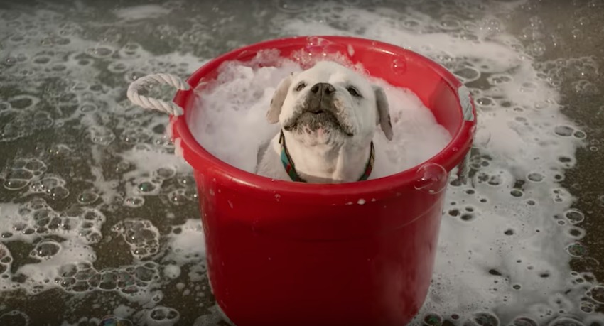 La solución fácil y práctica para que tu perro no ensucie tu auto