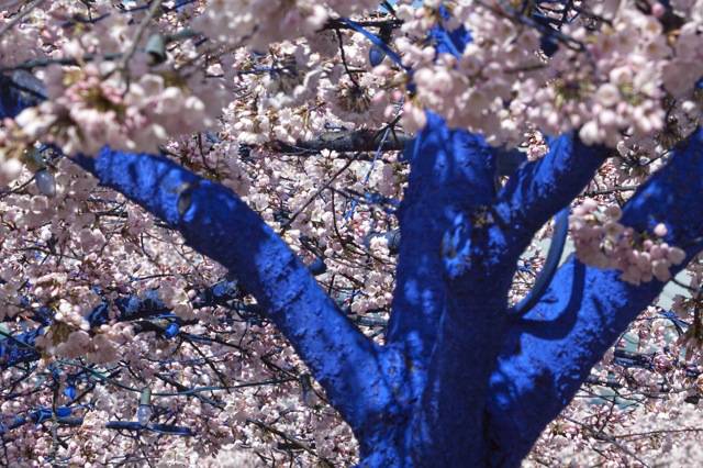 Artista australiano vuelve a los árboles azules - VeoVerde