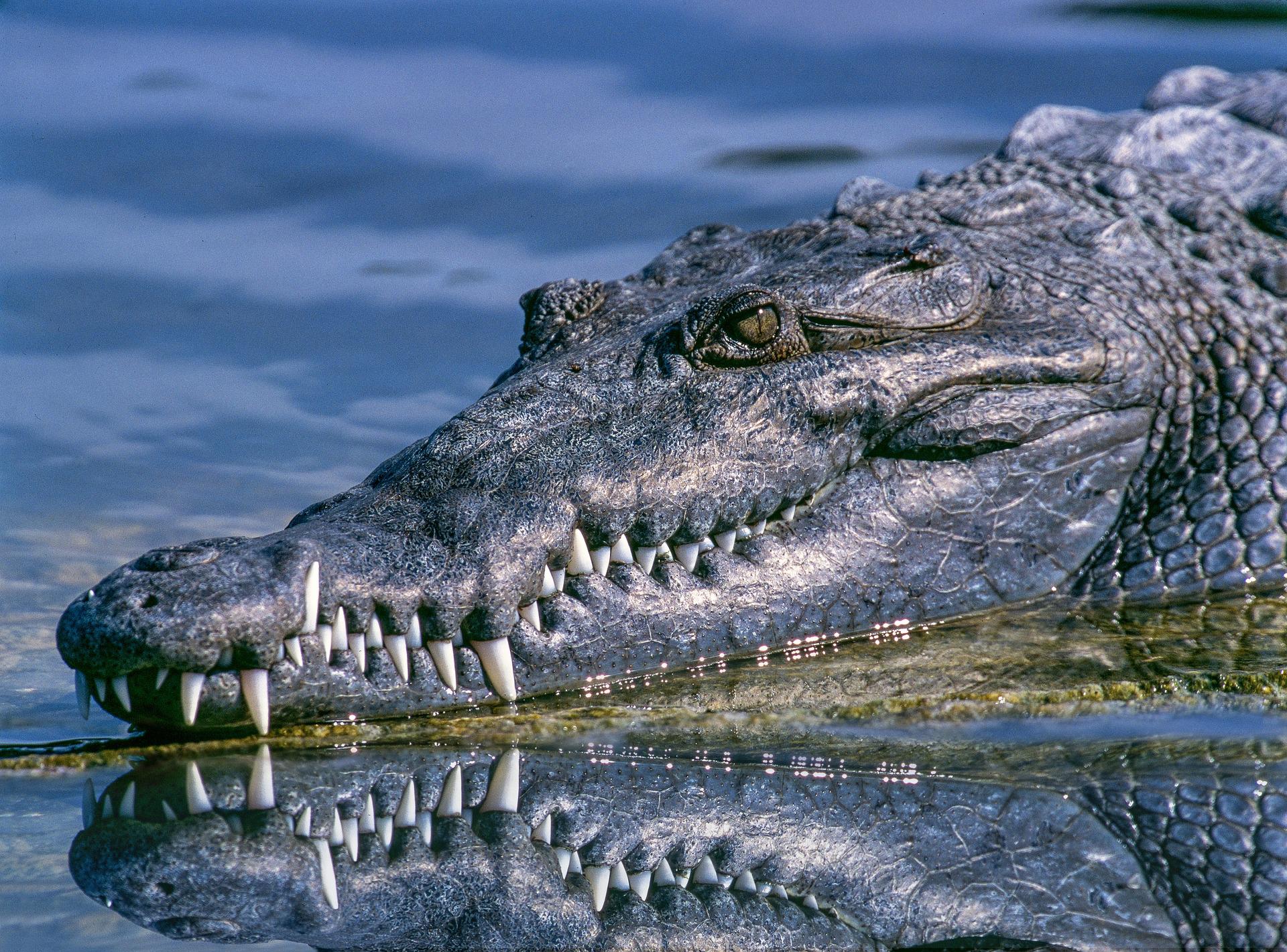 Crocodilo gigantesco causa entupimento de esgoto #criador