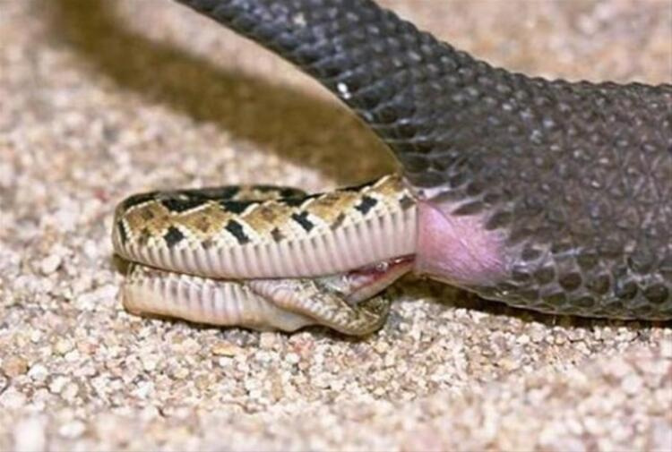 cobra azul escuro e amarela rajada é venenosa