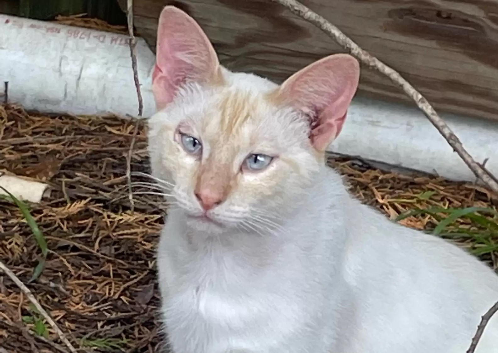 Acabei De Descobrir Que O Gato Beluga Morreu #gatomorreu #gato