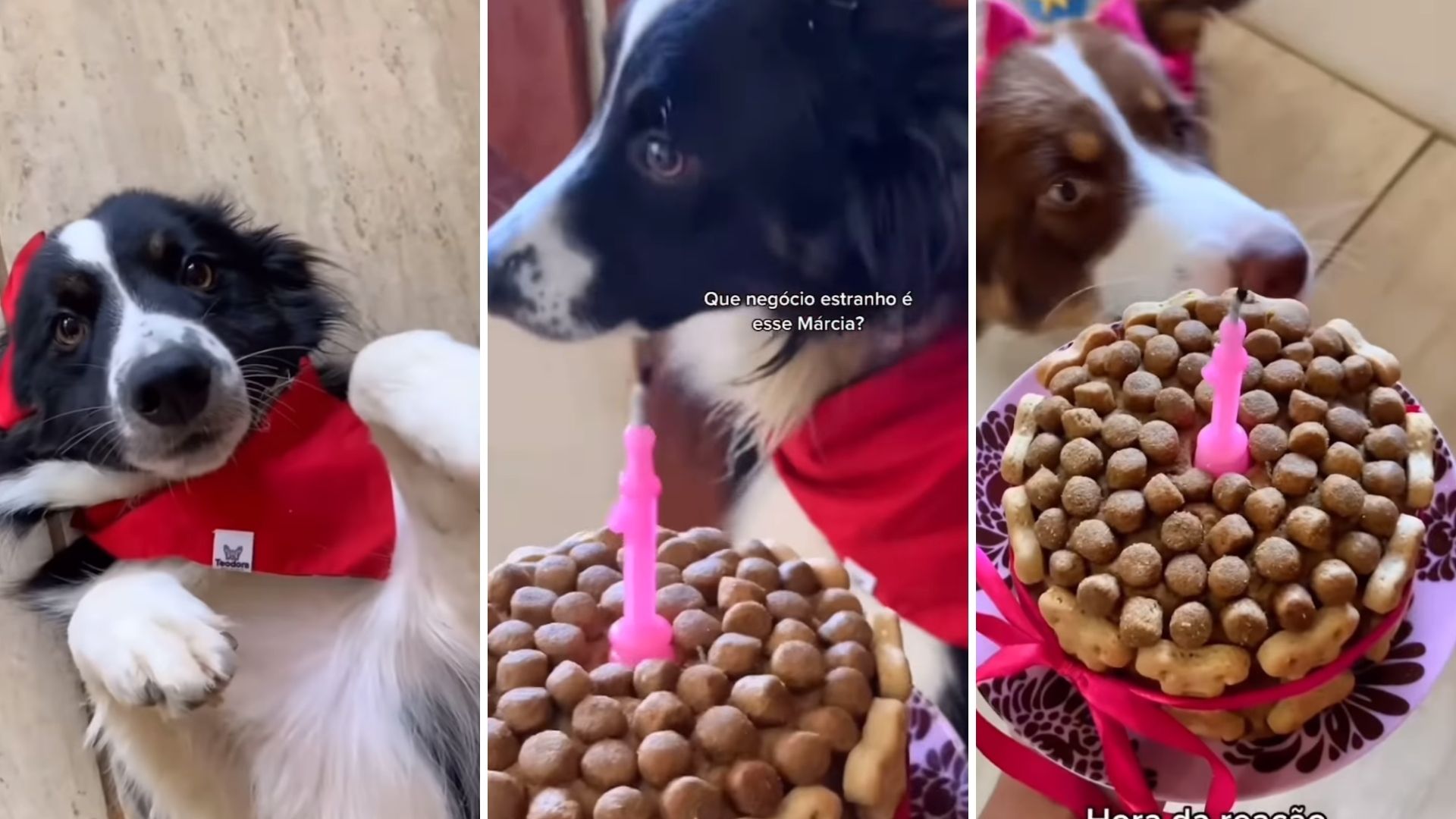 Aniversário pet: como fazer bolo para cachorro