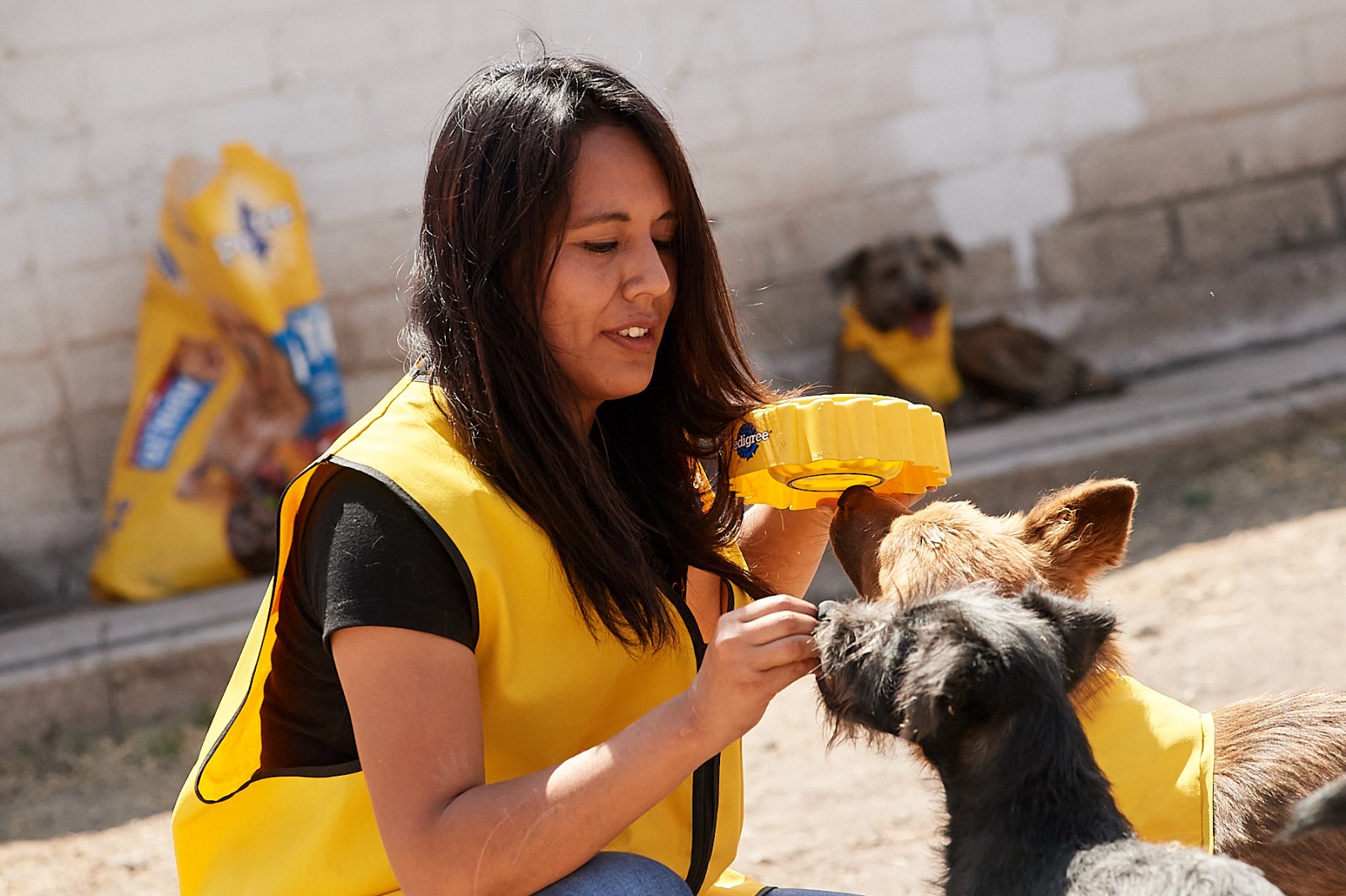 Albergue o refugio de animales: Objetivo, funciones y cómo apoyarlos –  Publimetro México