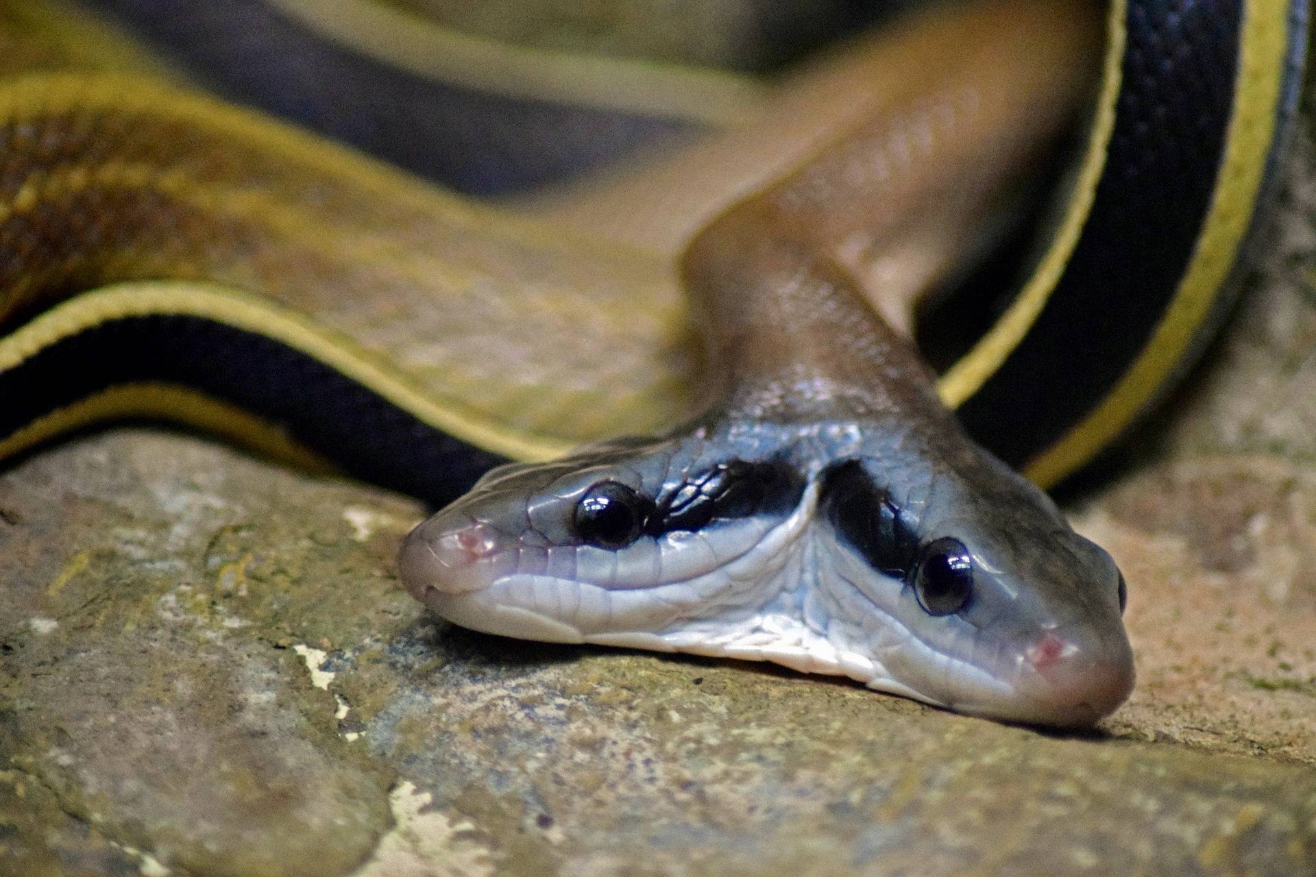 VIREI UMA COBRA e fui atrás dos meus Pais! (Snakey) 