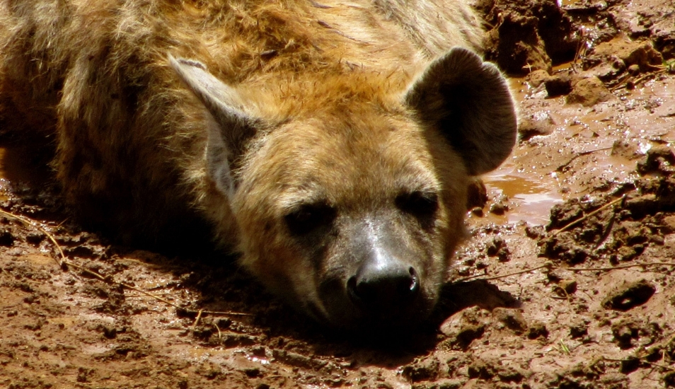 El ataque de unos leones a una solitaria hiena ha causado escalofríos a  cientos de usuarios – Publimetro Perú