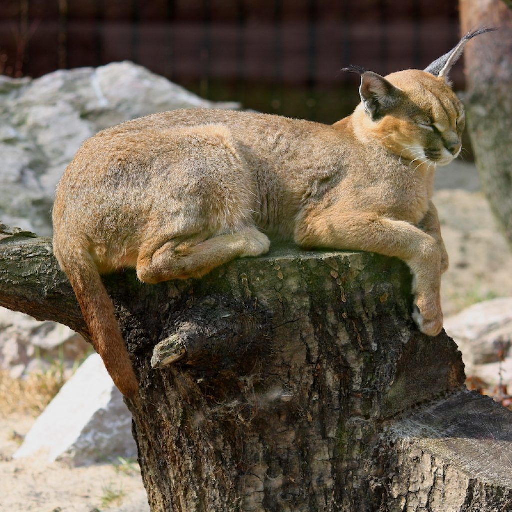 Así es vivir con un gato caracal salvaje