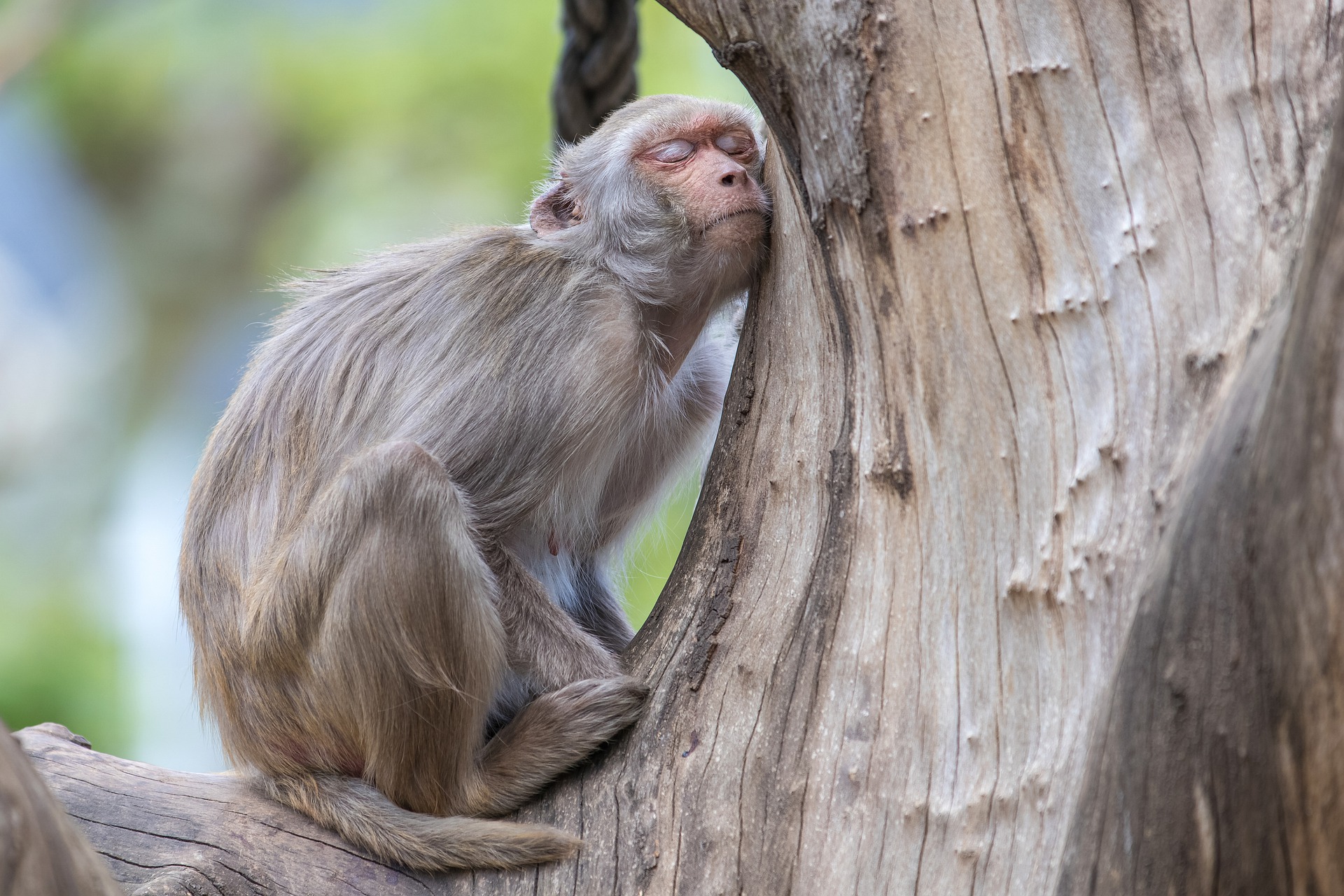 filhote de macaco ou soinho