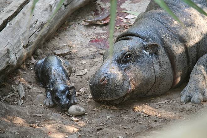 Moto Moto, el emblemático hipopótamo pigmeo de Buin Zoo fue donado a Japón  