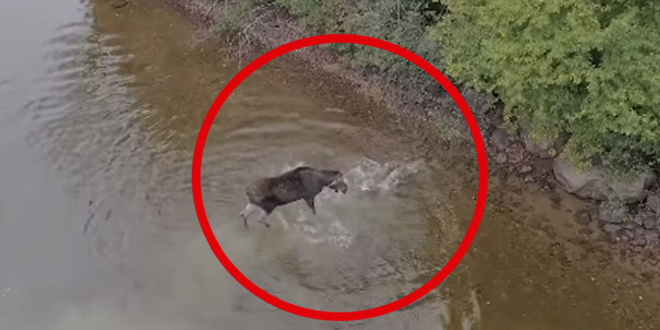 Épica batalla entre alce y lobo acaba tiene inesperado desenlace | Video –  Publimetro Perú