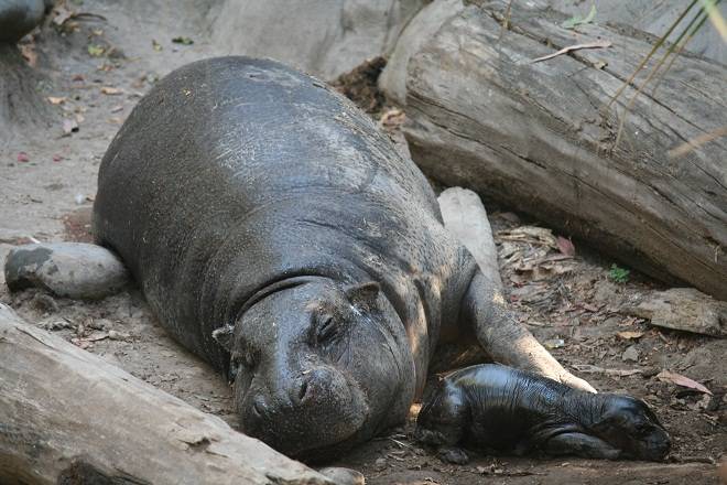 Moto Moto, el emblemático hipopótamo pigmeo de Buin Zoo fue donado a Japón  