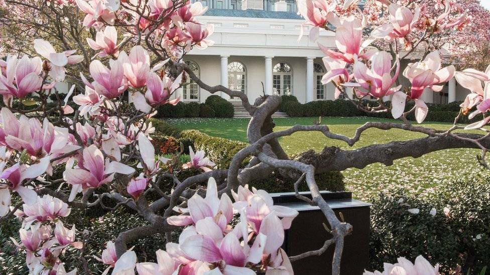 Por qué van a cortar el famoso y centenario árbol de magnolia de la Casa  Blanca? – Metro Puerto Rico