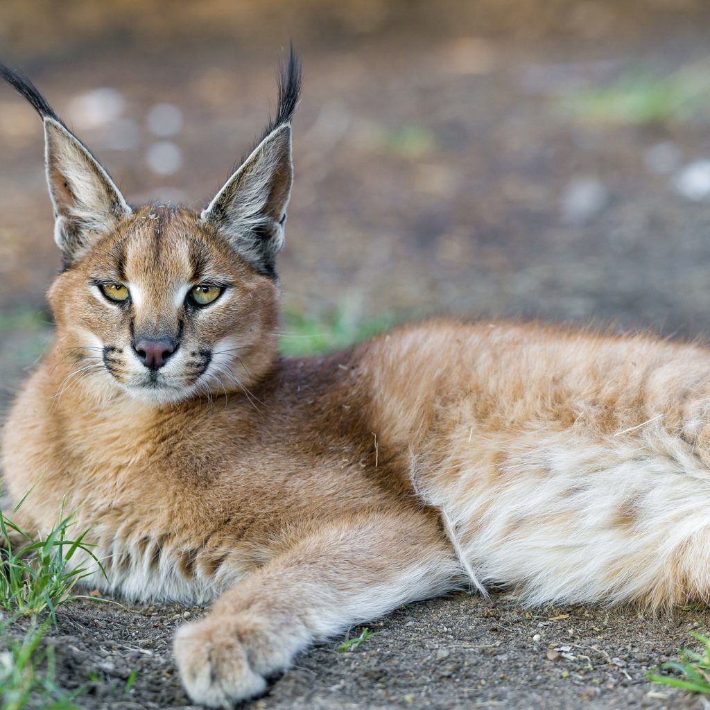 Así es vivir con un gato caracal salvaje