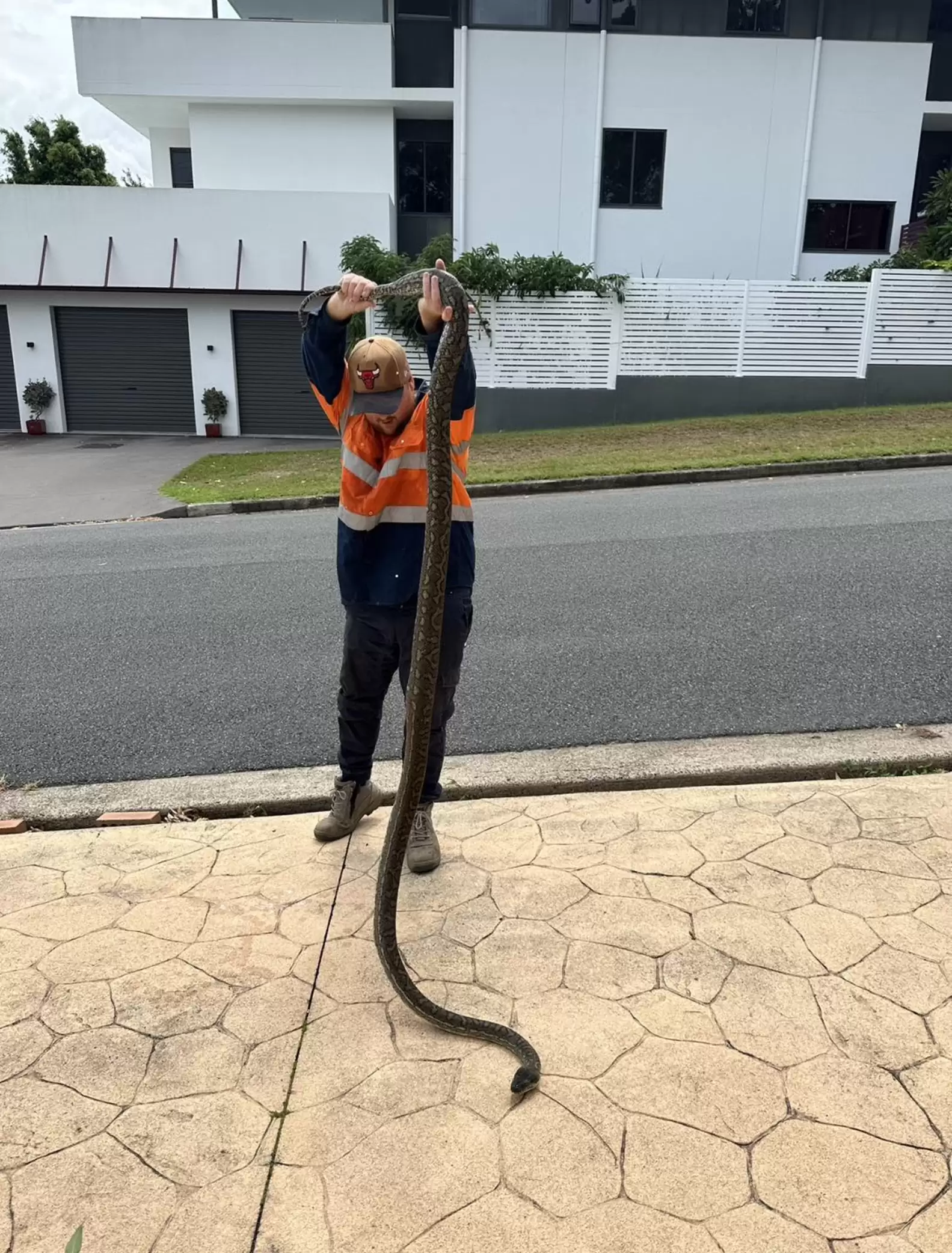 Cobra de mais de 3 metros é encontrada morando em teto de banheiro