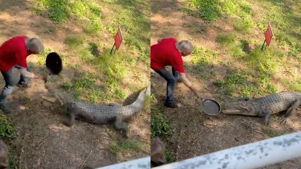 Hombre se enfrenta a cocodrilo con un sartén y gana | Video viral