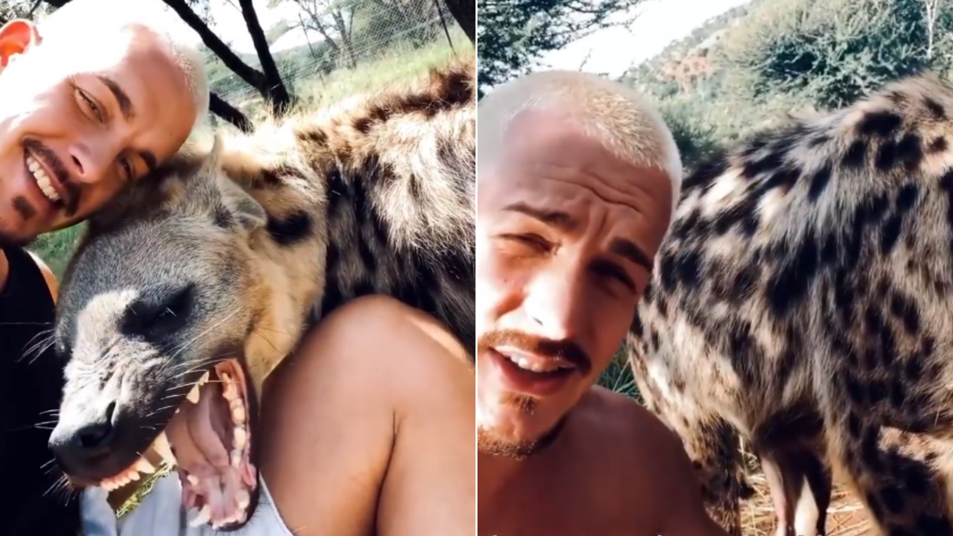 Animalista mostra clitóris enorme de hiena e vídeo se torna viral nas redes  sociais – Metro World News Brasil