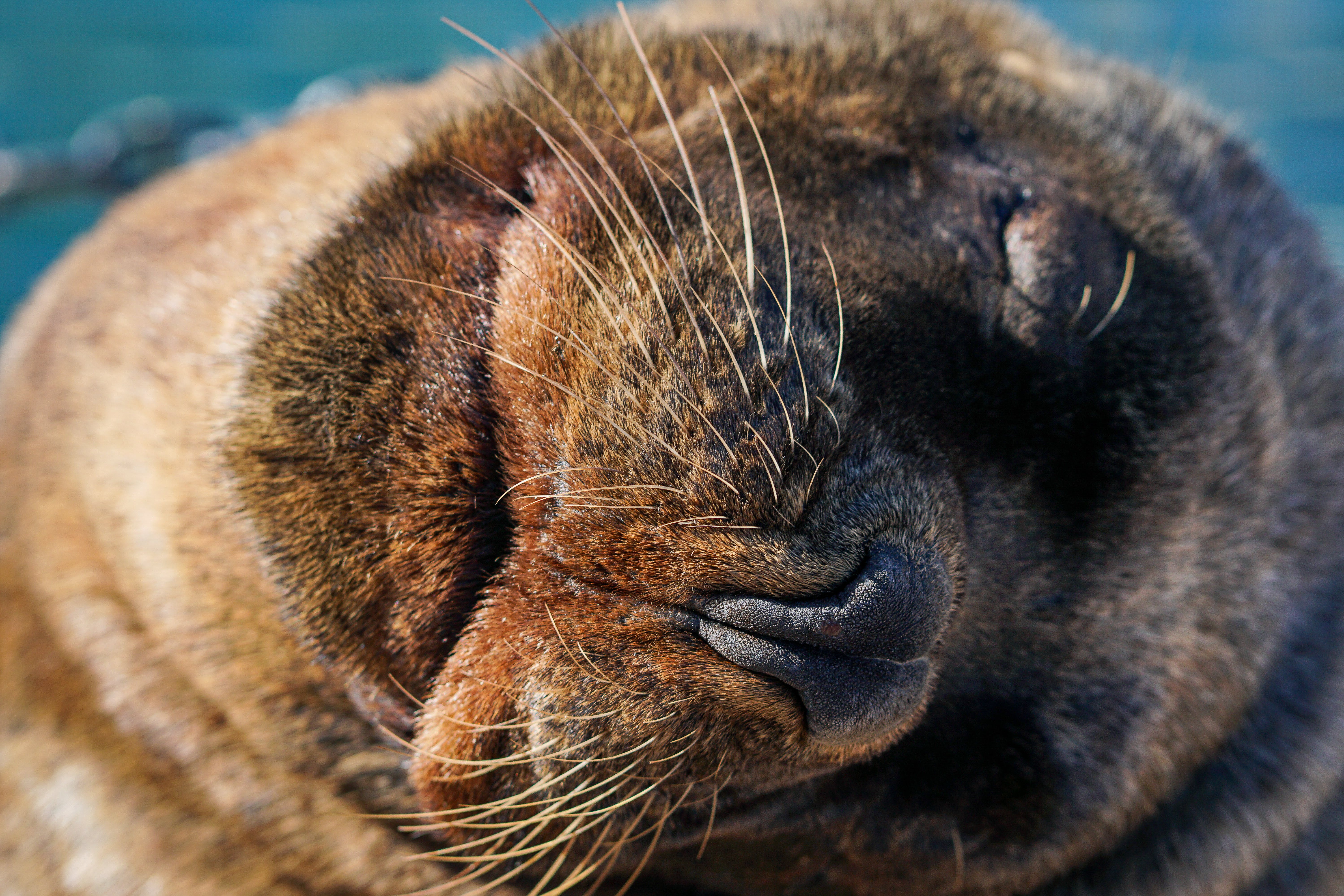 Autoridades presumen que causa de muerte de lobos marinos en Galápagos sería mordeduras de caninos