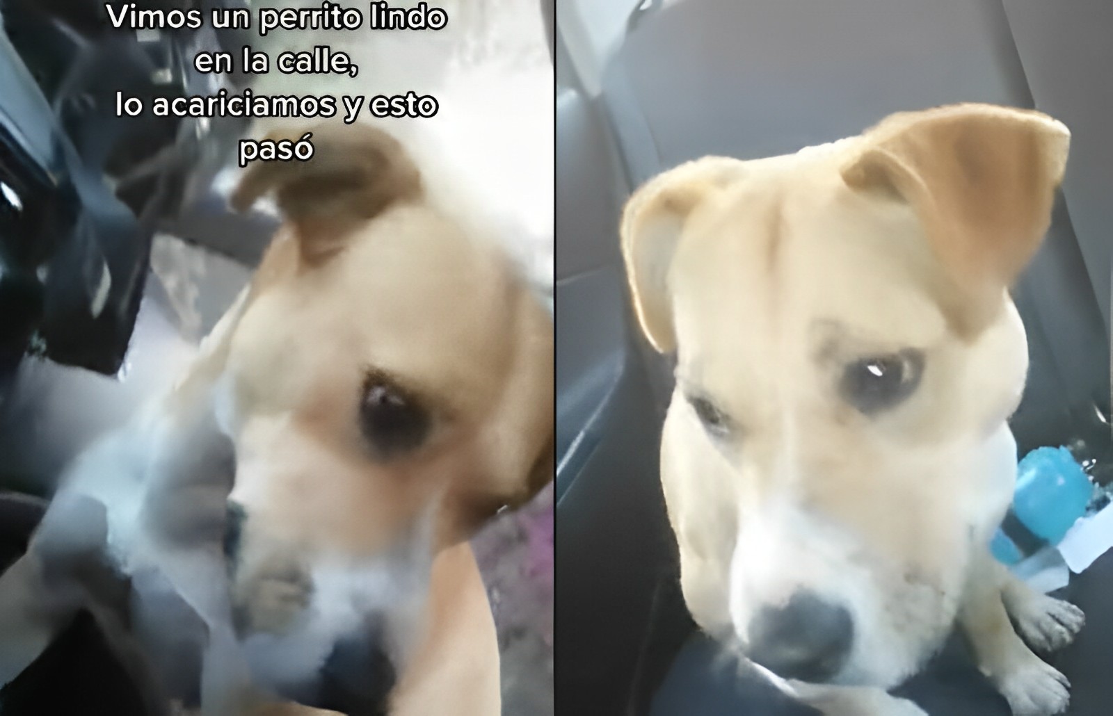 Cães de Caça: conheça o dorama da Netflix que viralizou no TikTok