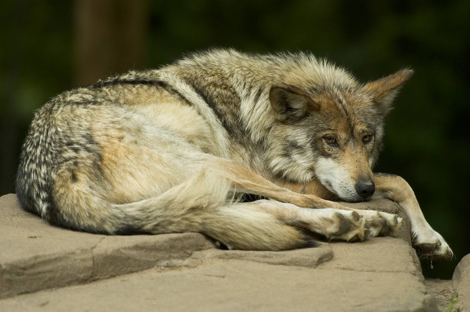 El lobo mexicano: La historia de lo que una vez fue el vigilante de las  montañas – Publimetro México