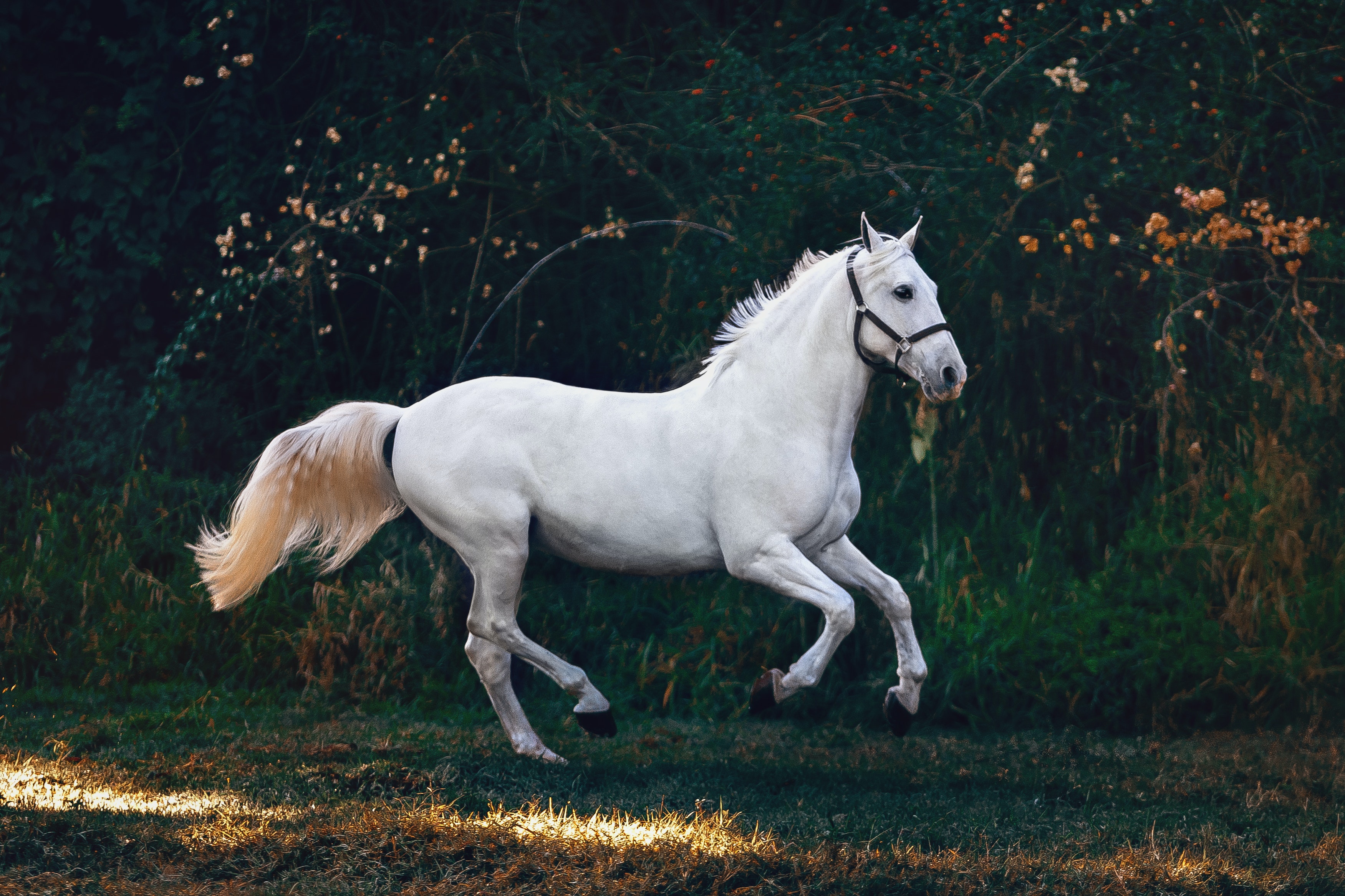 O que significa sonhar com cavalo morto? - Sonhar com - Significado dos  Sonhos