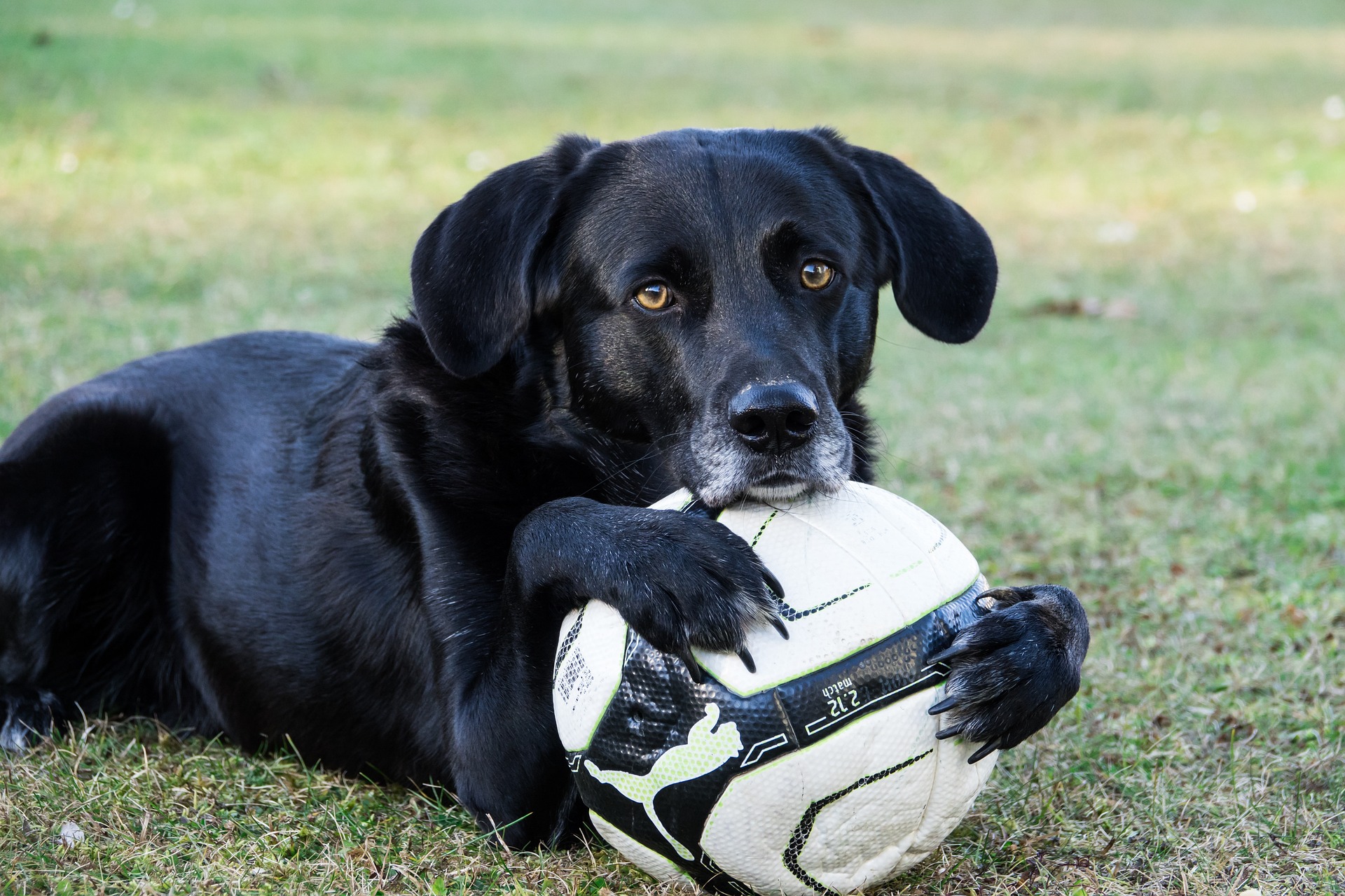 Cachorro é banido de jogo de futebol de crianças após ser considerado  'melhor defensor' que o time em campo – Metro World News Brasil