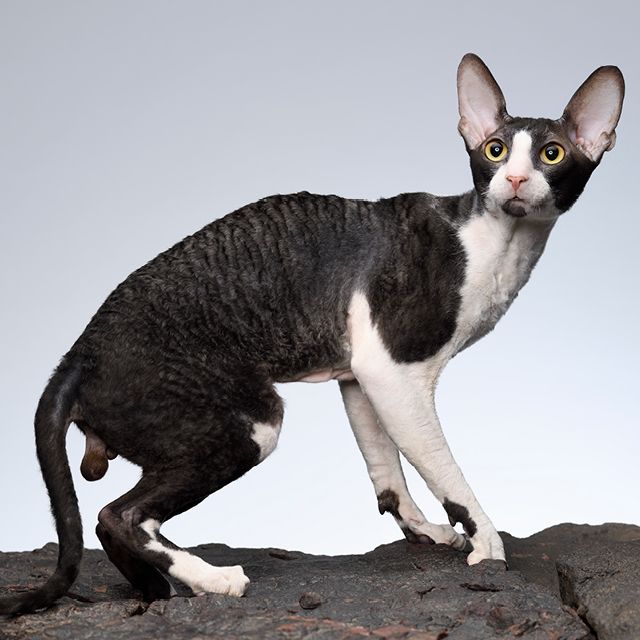 5 razas de gatos exóticos que puedes encontrar en Chile. Padre de