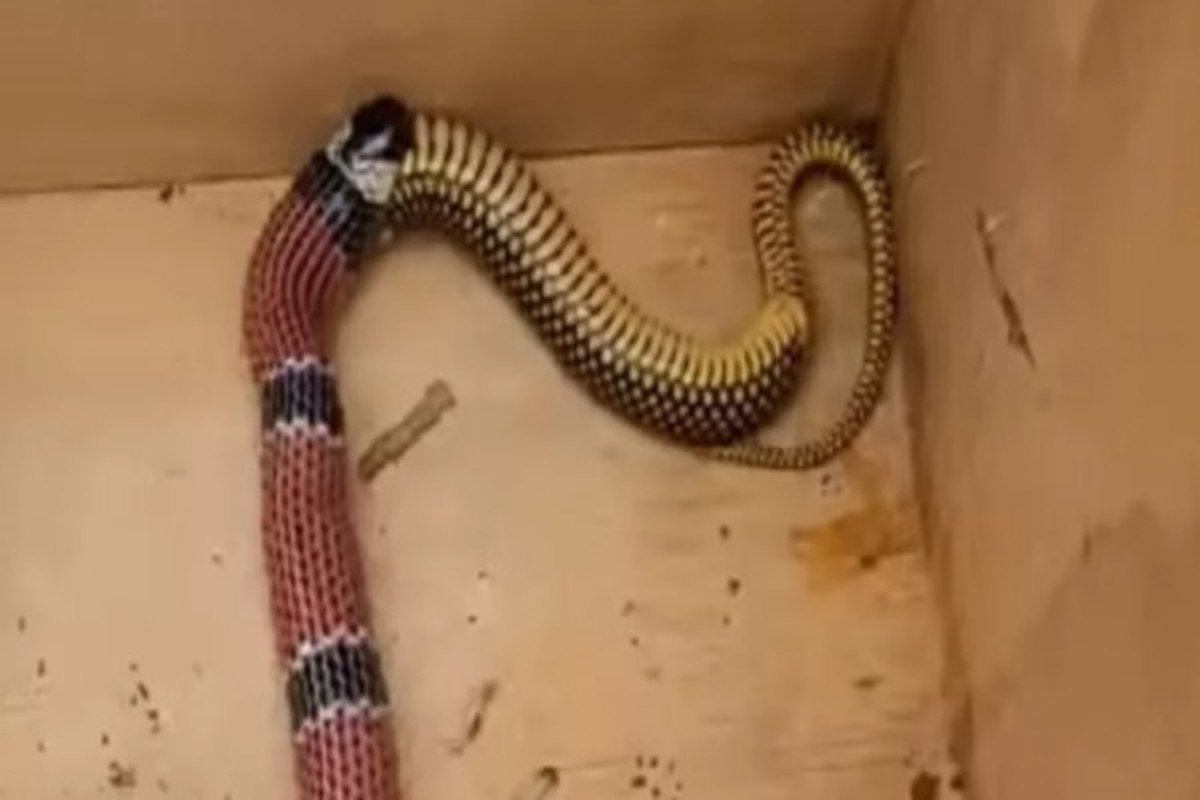 Cobra canibal? Flagra bizarro mostra serpente venenosa devorando