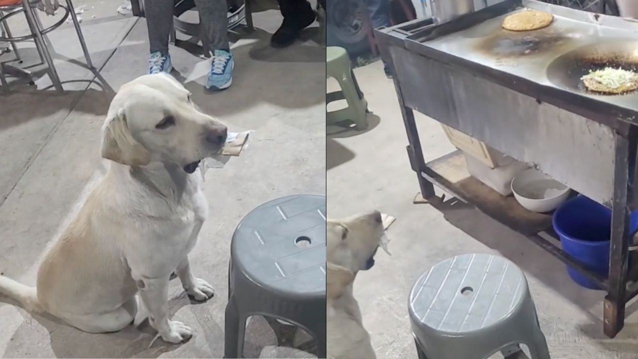 Video viral de TikTok: Perro lleva objetos de la calle a cambio de comida  en un puesto de gorditas – Publimetro México