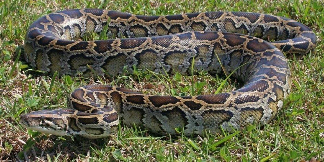 People Prepara Faculdade - 9. COBRINHA OU SNAKE O buscador do