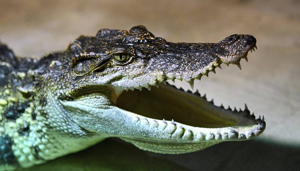 Australiana chama resgate para capturar cobra de borracha